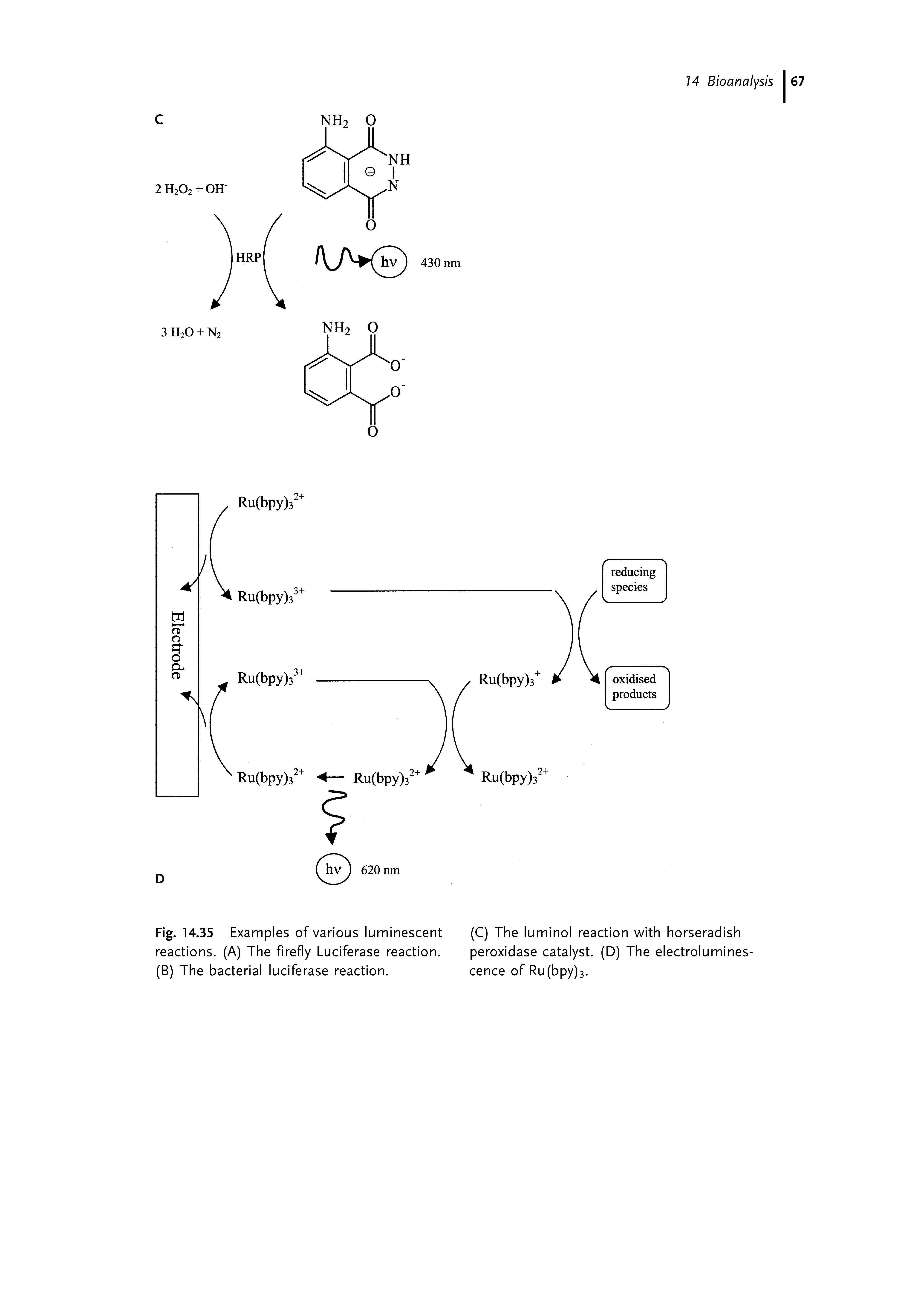 Fig. 14.35 Examples of various luminescent (C) The luminol reaction with horseradish reactions. (A) The firefly Luciferase reaction. peroxidase catalyst. (D) The electrolumines-(B) The bacterial luciferase reaction. cence of Ru(bpy)3.