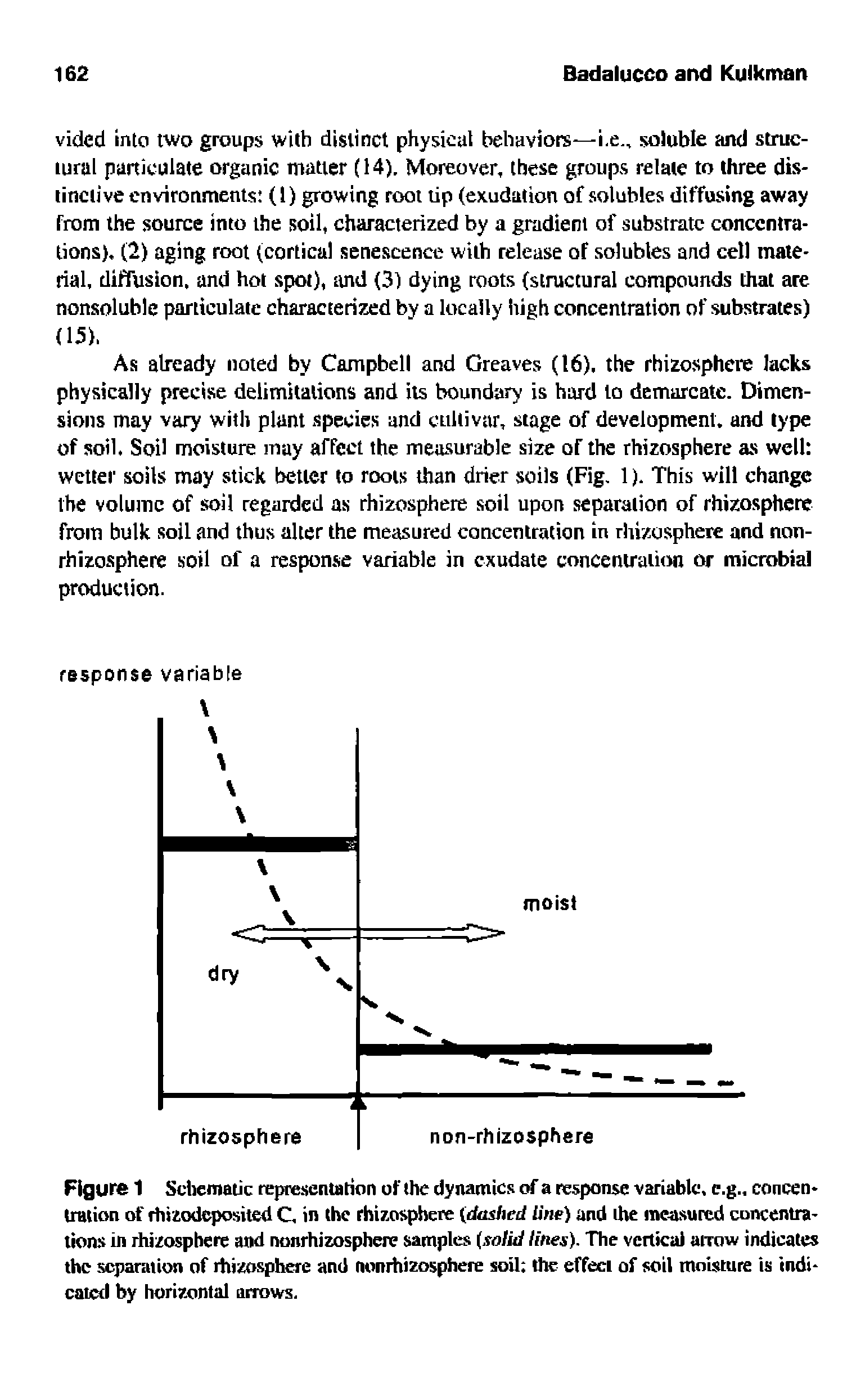 Figure 1 Scbematic representation of the dynamics rf a response variable, c.g., concentration of rbizodeposited C, in the rhizosphere (das/ied line) and ihe measured concentrations in rhizosphere and nonrhizosphere samples solid lines). The vertical airow indicates the separation of rhizosphere and nonrhizosphere soil the effect of soil moisture is indicated by horizontal arrows.