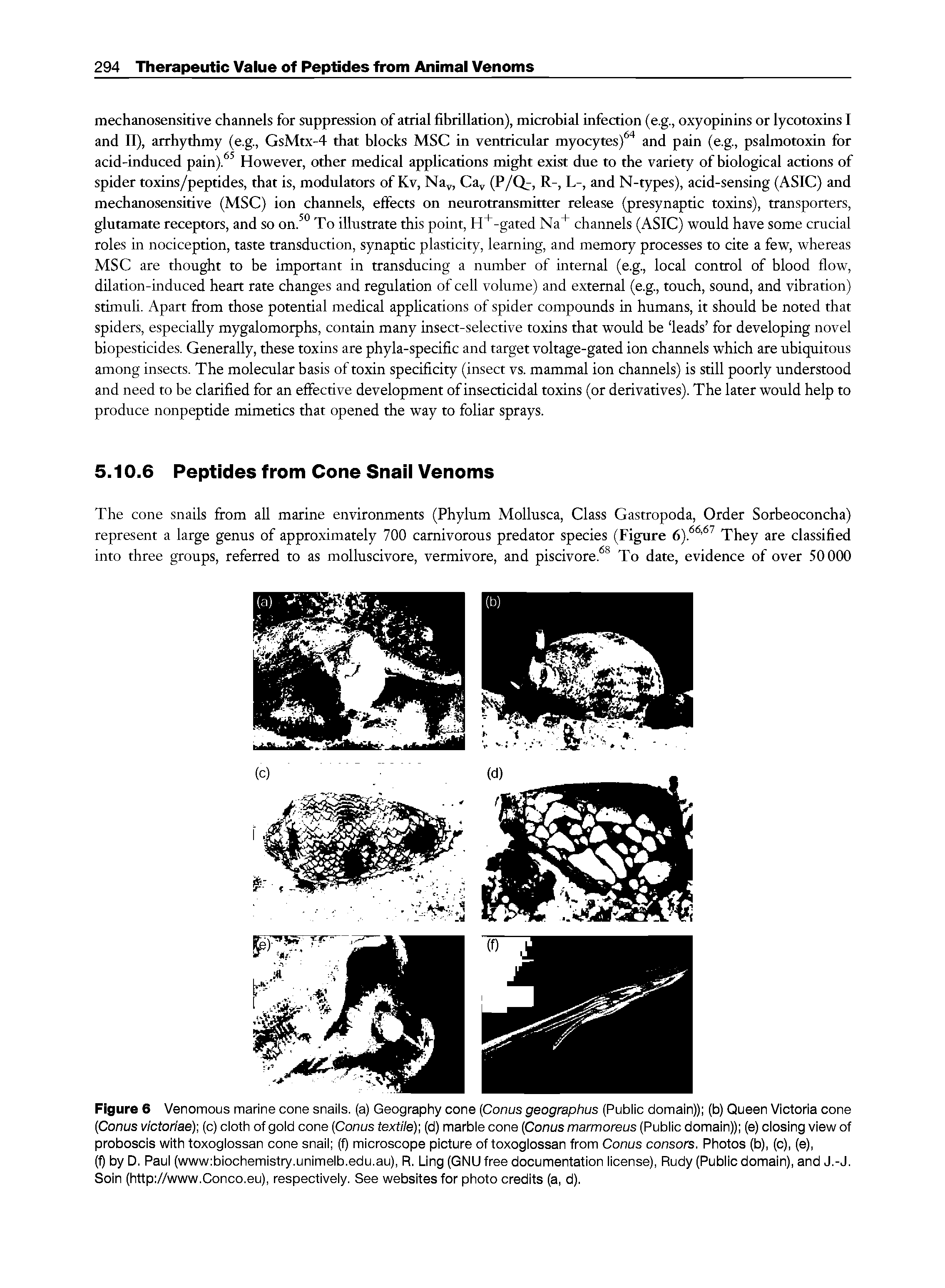 Figure 6 Venomous marine cone snails, (a) Geography cone Conus geographus (Public domain)) (b) Queen Victoria cone [Conus victoriae)-, (c) cloth of gold cone [Conus textile), (d) marble cone [Conus marmoreus (Public domain)) (e) closing view of proboscis with toxoglossan cone snail (f) microscope picture of toxoglossan from Conus consors. Photos (b), (c), (e),...