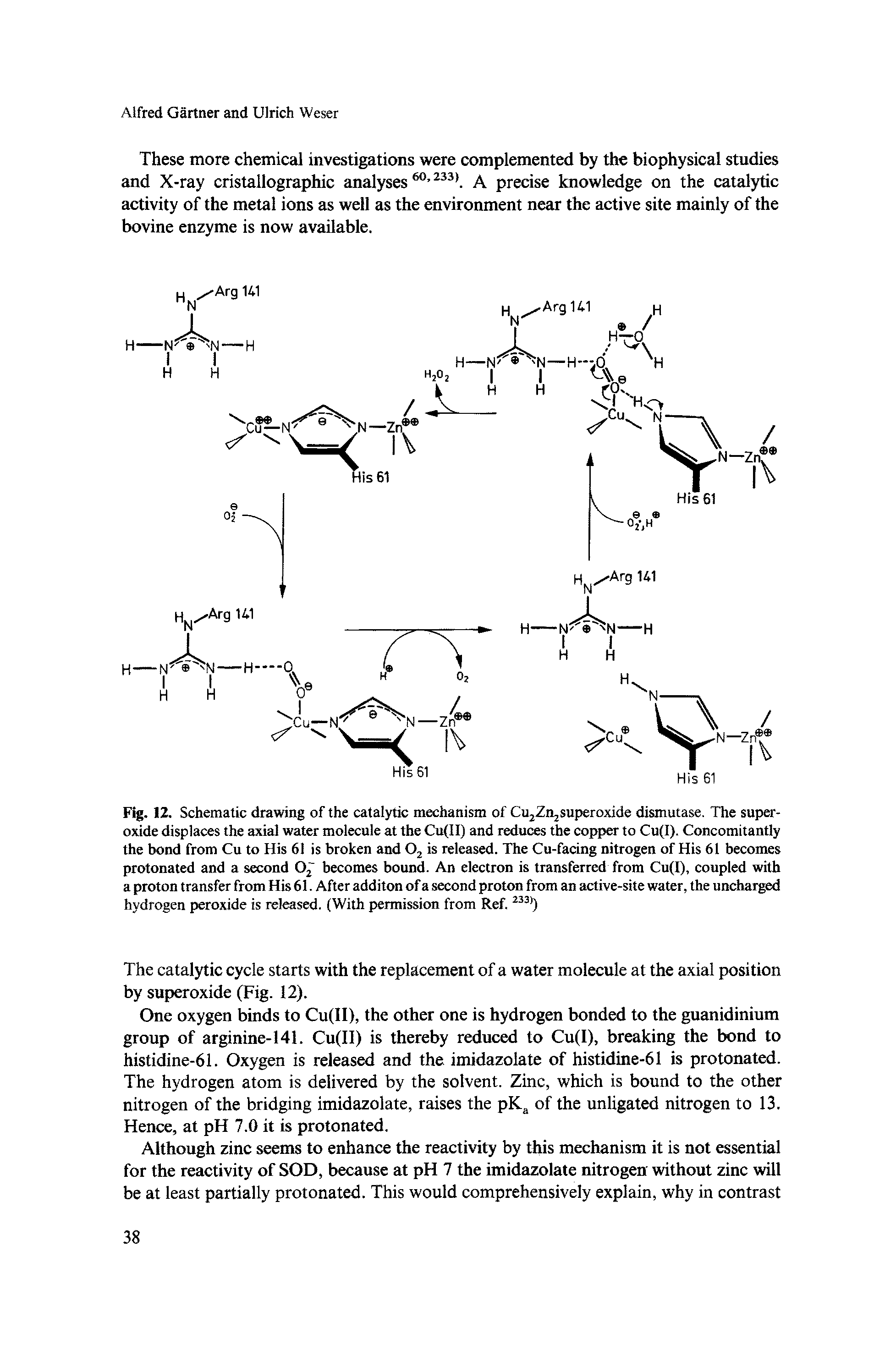 Fig. 12. Schematic drawing of the catalytic mechanism of CujZojSuperoxide dismutase. The superoxide displaces the axial water molecule at the Cu II) and reduces the copper to Cu(I). Concomitantly the bond from Cu to His 61 is broken and Oj is released. The Cu-facing nitrogen of His 61 becomes protonated and a second becomes bound. An electron is transferred from Cu(I), coupled with a proton transfer from His 61. After additon of a second proton from an active-site water, the uncharged hydrogen peroxide is rctosed. (With permission from Ref.