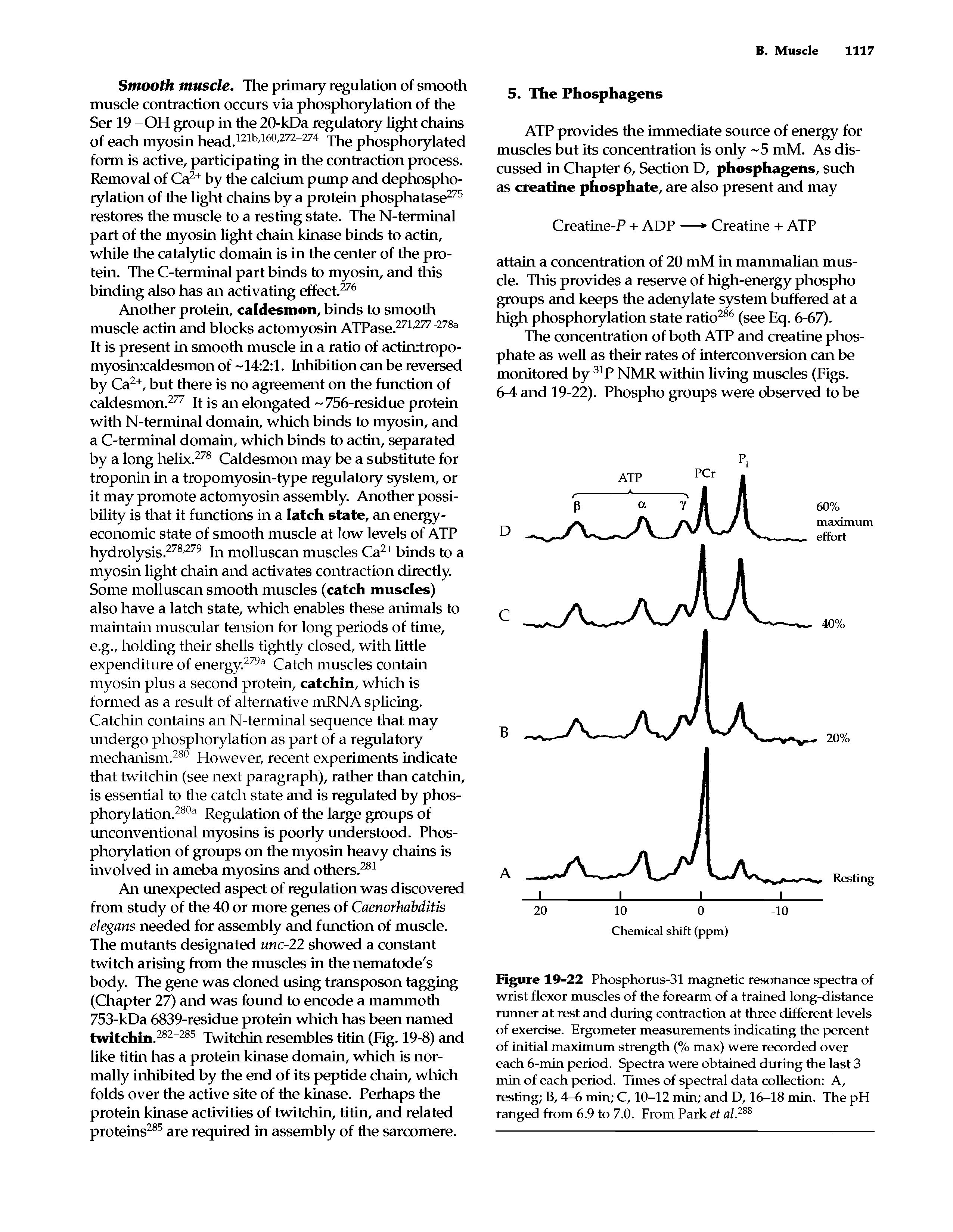 Figure 19-22 Phosphorus-31 magnetic resonance spectra of wrist flexor muscles of the forearm of a trained long-distance runner at rest and during contraction at three different levels of exercise. Ergometer measurements indicating the percent of initial maximum strength (% max) were recorded over each 6-min period. Spectra were obtained during the last 3 min of each period. Times of spectral data collection A, resting B, 4—6 min C, 10-12 min and D, 16-18 min. The pH ranged from 6.9 to 7.0. From Park et al.288...