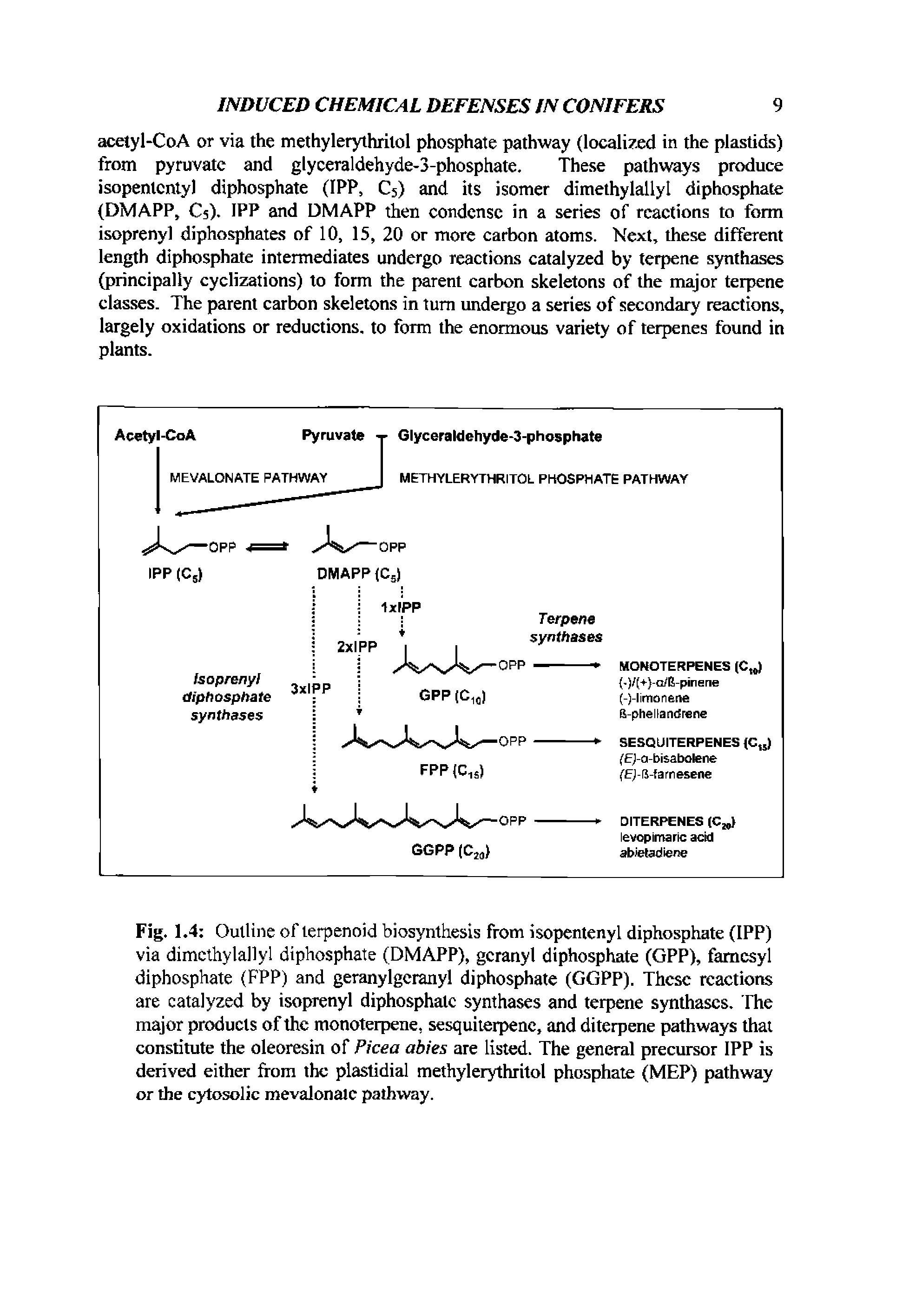 Fig. 1.4 Outline of terpenoid biosynthesis from isopentenyl diphosphate (IPP) via dimethylallyl diphosphate (DMAPP), gcranyl diphosphate (GPP), famesyl diphosphate (FPP) and geranylgcranyl diphosphate (GGPP). These reactions are catalyzed by isoprenyl diphosphate synthases and terpene synthases. The major products of the monoterpene, sesquiterpene, and diterpene pathways that constitute the oleoresm of Picea abies are listed. The general precursor IPP is derived either from the plastidial methylerythritol phosphate (MEP) pathway or the cytosolic mevalonaic pathway.