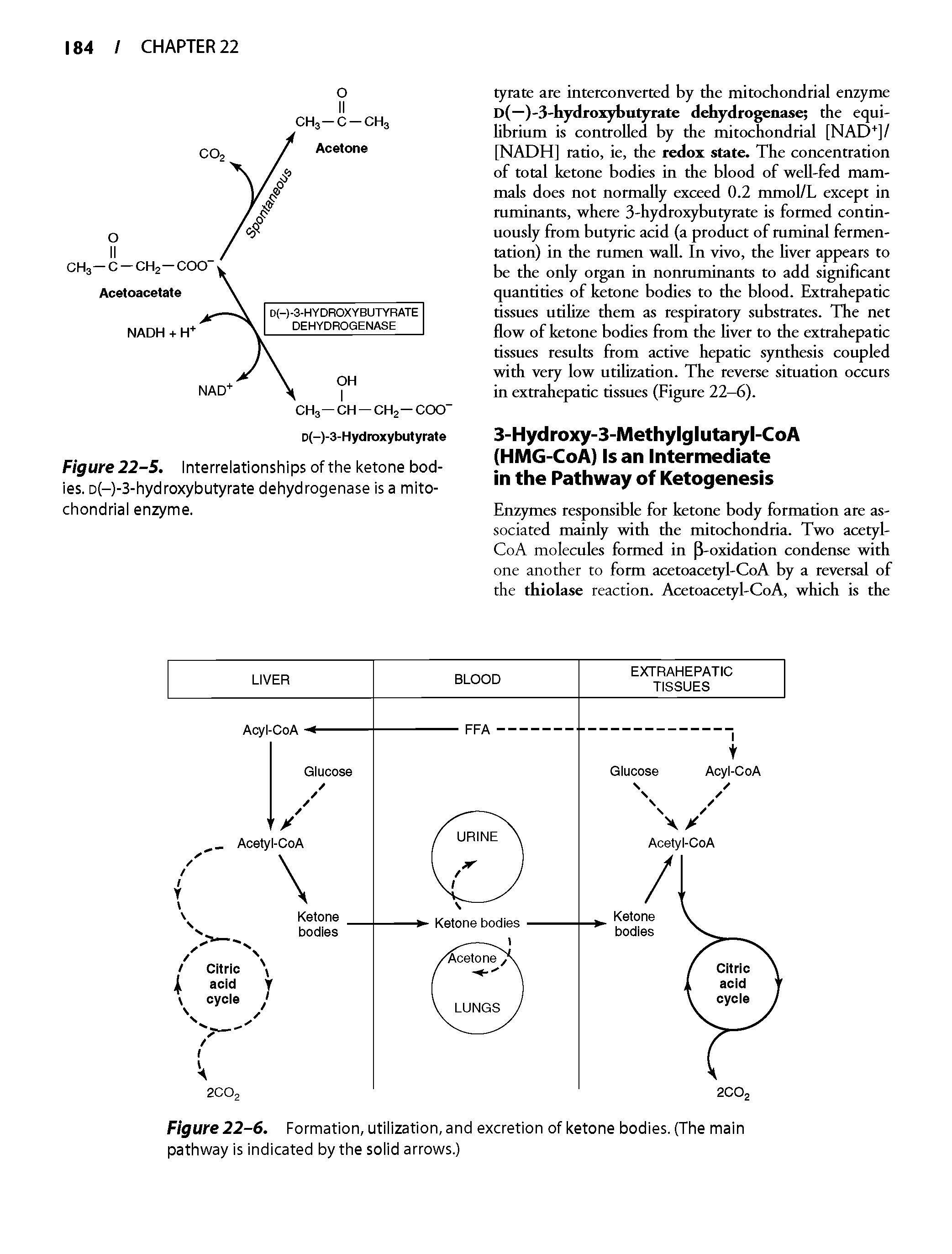 Figure 22-5. Interrelationships of the ketone bodies. D(-)-3-hydroxybutyrate dehydrogenase is a mitochondrial enzyme.