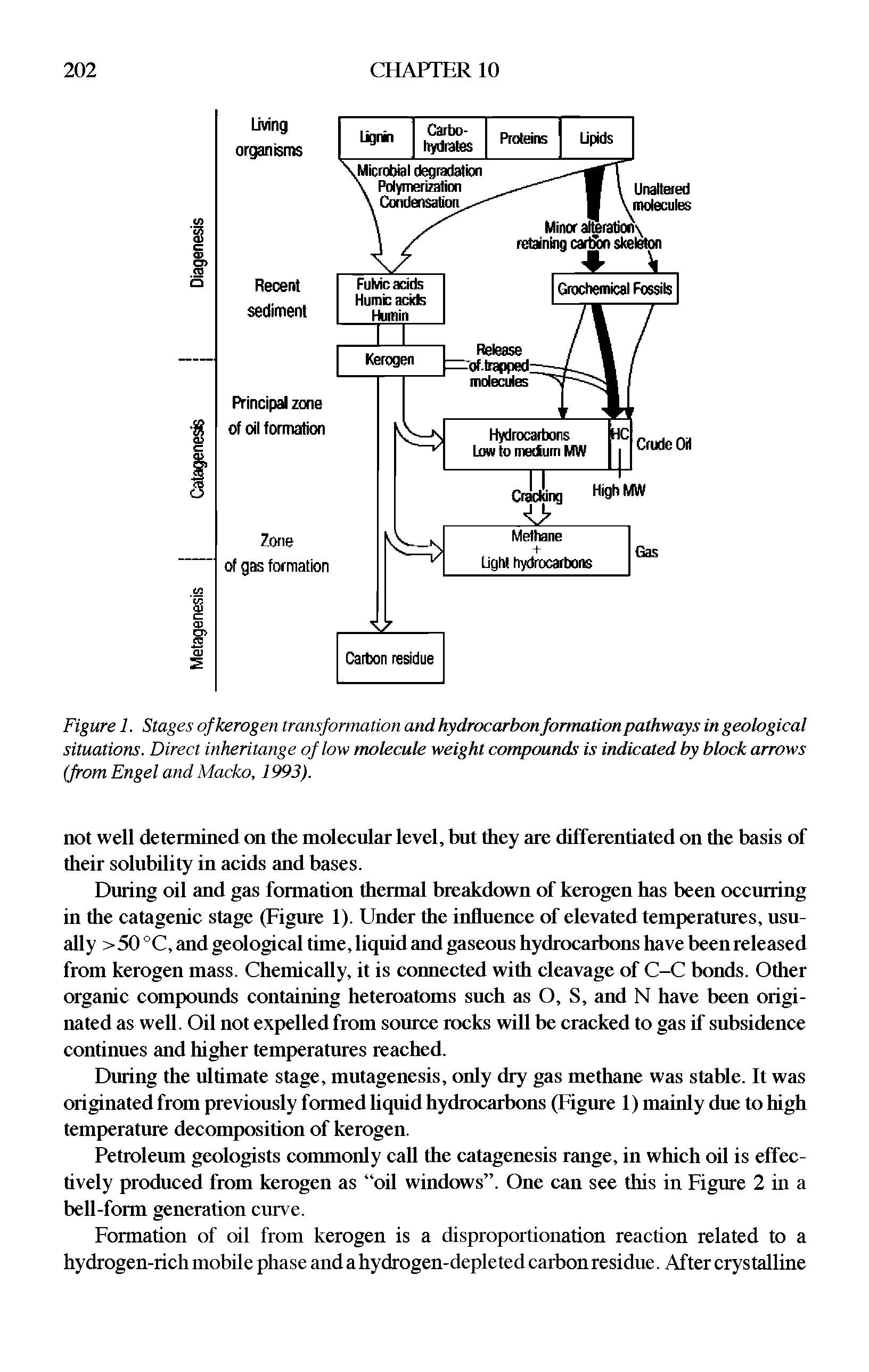 Figure 1. Stages of kerogen transformation and hydrocarbon formation pathways in geological situations. Direct inheritange of low molecule weight compounds is indicated by block arrows (from Engel and Macko, 1993).