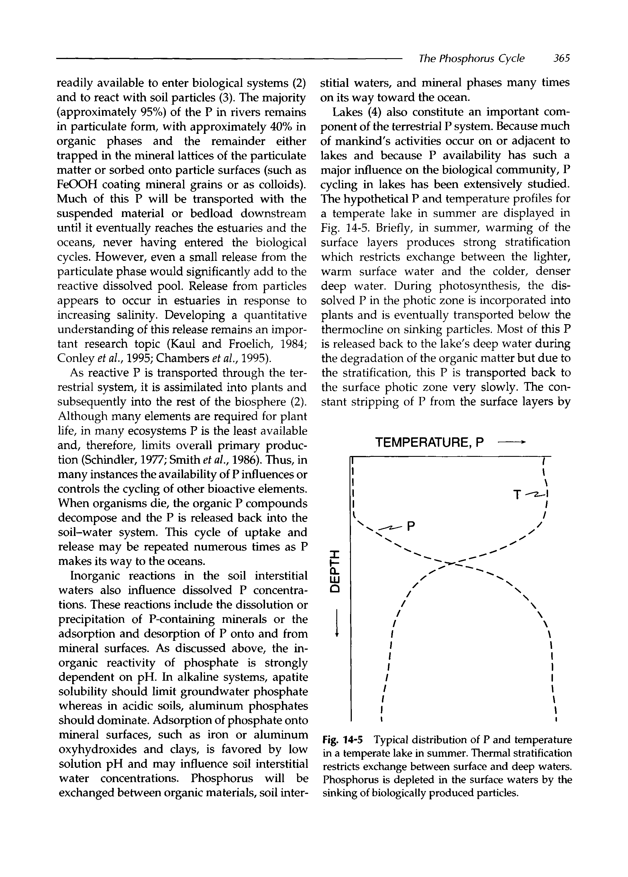 Fig. 14-5 Typical distribution of P and temperature in a temperate lake in summer. Thermal stratification restricts exchange between surface and deep wafers. Phosphorus is depleted in the surface waters by the sinking of biologically produced particles.