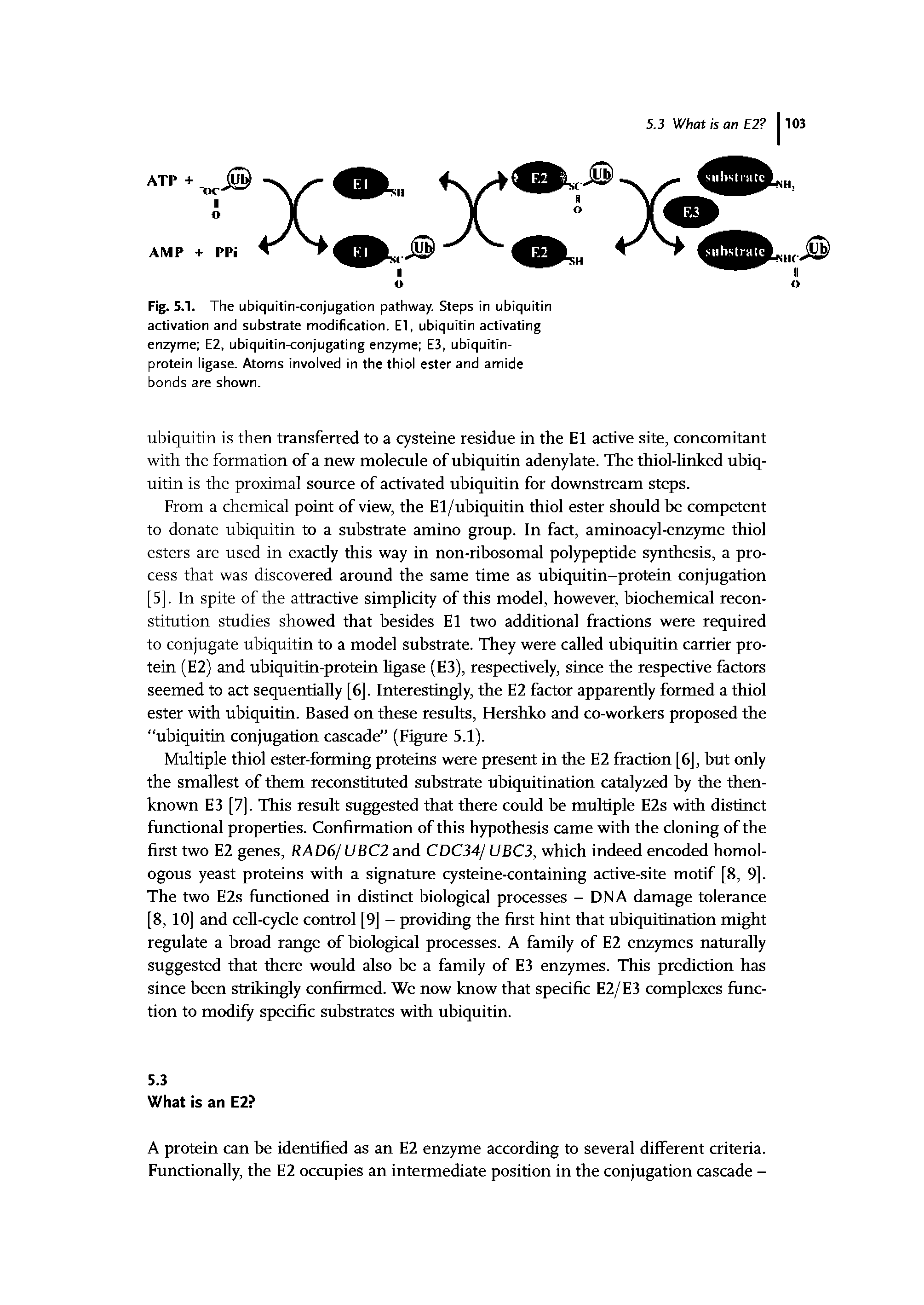 Fig. 5.1. The ubiquitin-conjugation pathway. Steps in ubiquitin activation and substrate modification. El, ubiquitin activating enzyme E2, ubiquitin-conjugating enzyme E3, ubiquitin-protein ligase. Atoms involved in the thiol ester and amide bonds are shown.