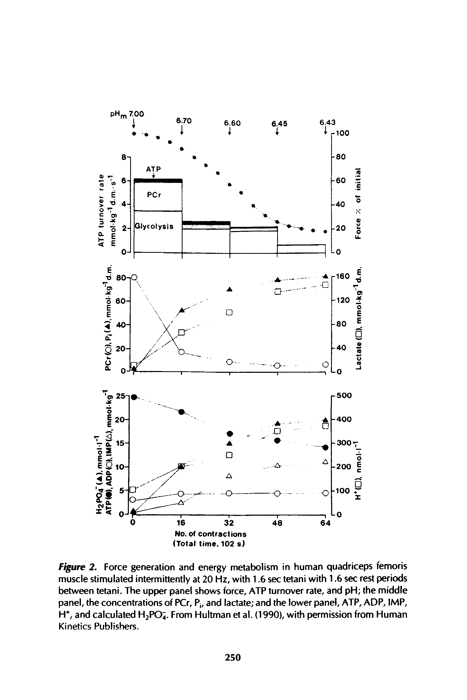 Figure 2. Force generation and energy metabolism in human quadriceps femoris muscle stimulated intermittently at 20 Hz, with 1.6 sec tetani with 1.6 sec rest periods between tetani. The upper panel shows force, ATP turnover rate, and pH the middle panel, the concentrations of PCr, P and lactate and the lower panel, ATP, ADP, IMP, H, and calculated H2PO4. From Hultman et al. (1990), with permission from Human Kinetics Publishers.