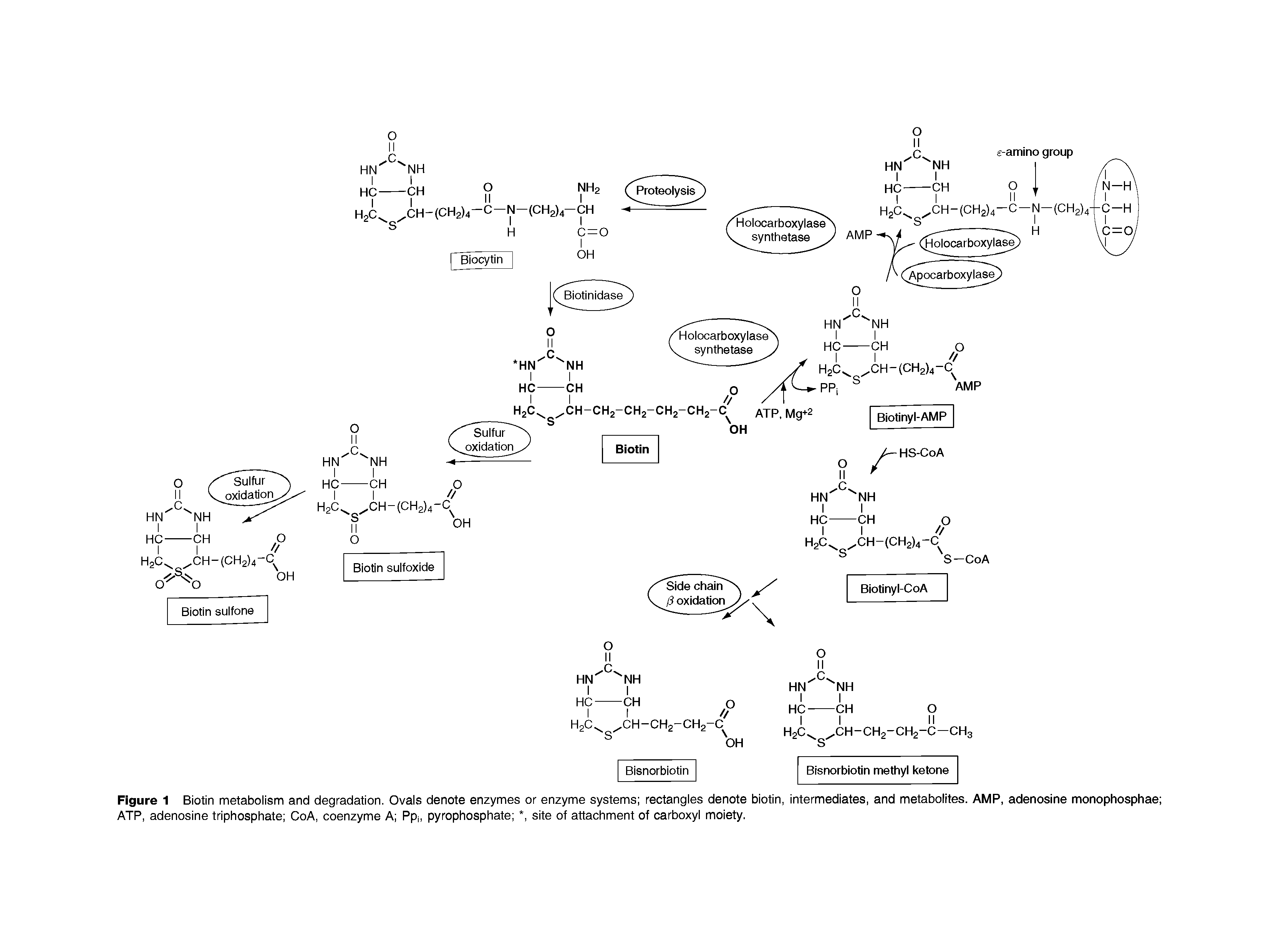 Figure 1 Biotin metabolism and degradation. Ovals denote enzymes or enzyme systems rectangles denote biotin, intermediates, and metabolites. AMP, adenosine monophosphae ATP, adenosine triphosphate CoA, coenzyme A Ppi, pyrophosphate , site of attachment of carboxyl moiety.