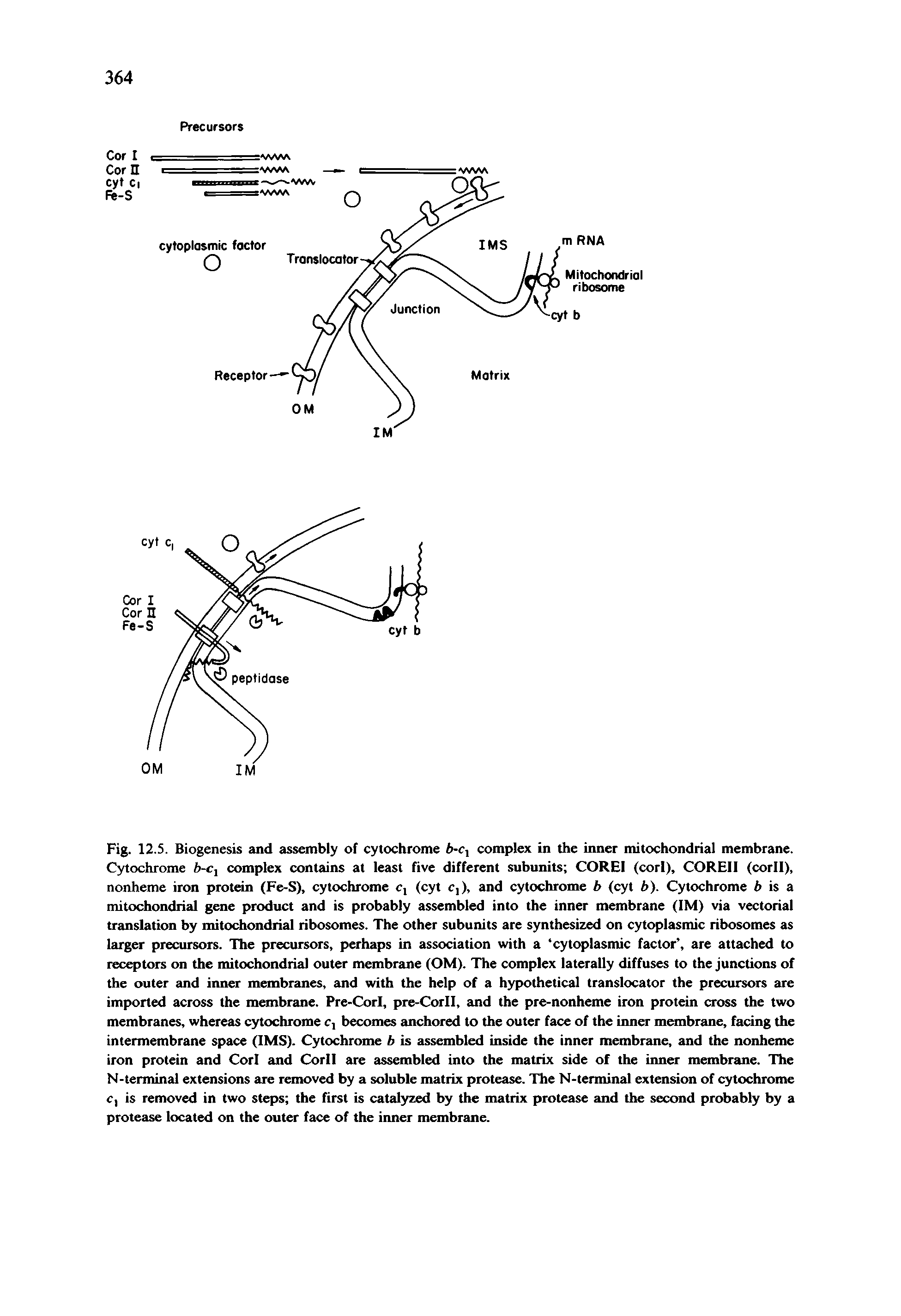 Fig. 12.5. Biogenesis and assembly of cytochrome 6-c, complex in the inner mitochondrial membrane. Cytochrome fc-Cj complex contains at least five different subunits COREI (corl), COREII (corll), nonheme iron protein (Fe-S), cytochrome c, (cyt Cj), and cytochrome b (cyt b). Cytochrome f> is a mitochondrial gene product and is probably assembled into the inner membrane (IM) via vectorial translation by mitochondrial ribosomes. The other subunits are synthesized on cytoplasmic ribosomes as larger precursors. The precursors, perhaps in association with a cytoplasmic factor , are attached to receptors on the mitochondrial outer membrane (OM). The complex laterally diffuses to the junctions of the outer and inner membranes, and with the help of a hypothetical translocator the precursors are imported across the membrane. Pre-Corl, pre-Corll, and the pre-nonheme iron protein cross the two membranes, whereas cytochrome c, becomes anchored to the outer face of the inner membrane, facing the intermembrane space (IMS). Cytochrome b is assembled inside the inner membrane, and the nonheme iron protein and Corl and Corll are assembled into the matrix side of the inner membrane. The N-terminal extensions are removed by a soluble matrix protease. The N-terminal extension of cytochrome c, is removed in two steps the first is catalyzed by the matrix protease and the second probably by a protease located on the outer face of the inner membrane.