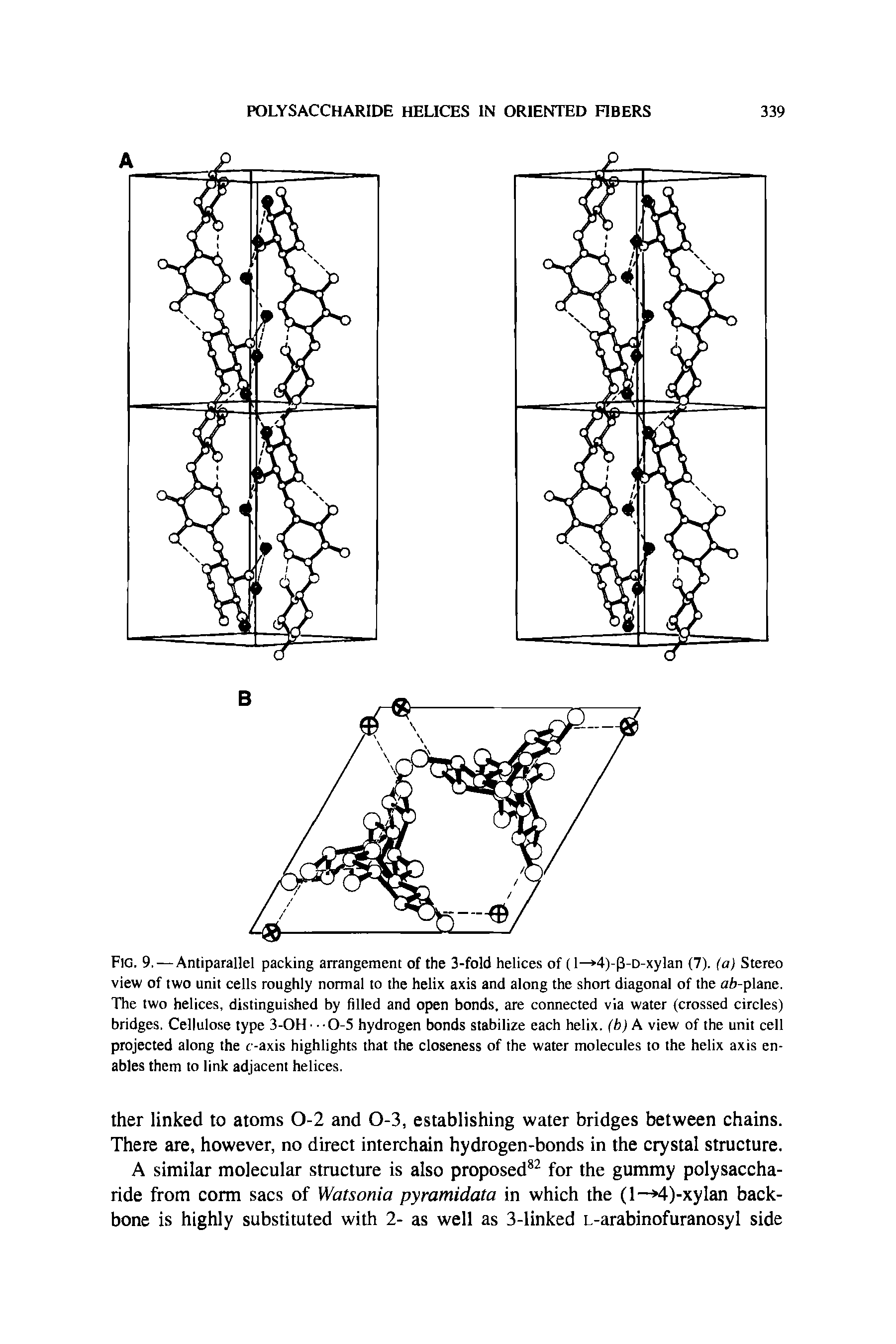 Fig. 9. — Antiparallel packing arrangement of the 3-fold helices of (1— 4)-(3-D-xylan (7). (a) Stereo view of two unit cells roughly normal to the helix axis and along the short diagonal of the ab-plane. The two helices, distinguished by filled and open bonds, are connected via water (crossed circles) bridges. Cellulose type 3-0H-0-5 hydrogen bonds stabilize each helix, (b) A view of the unit cell projected along the r-axis highlights that the closeness of the water molecules to the helix axis enables them to link adjacent helices.