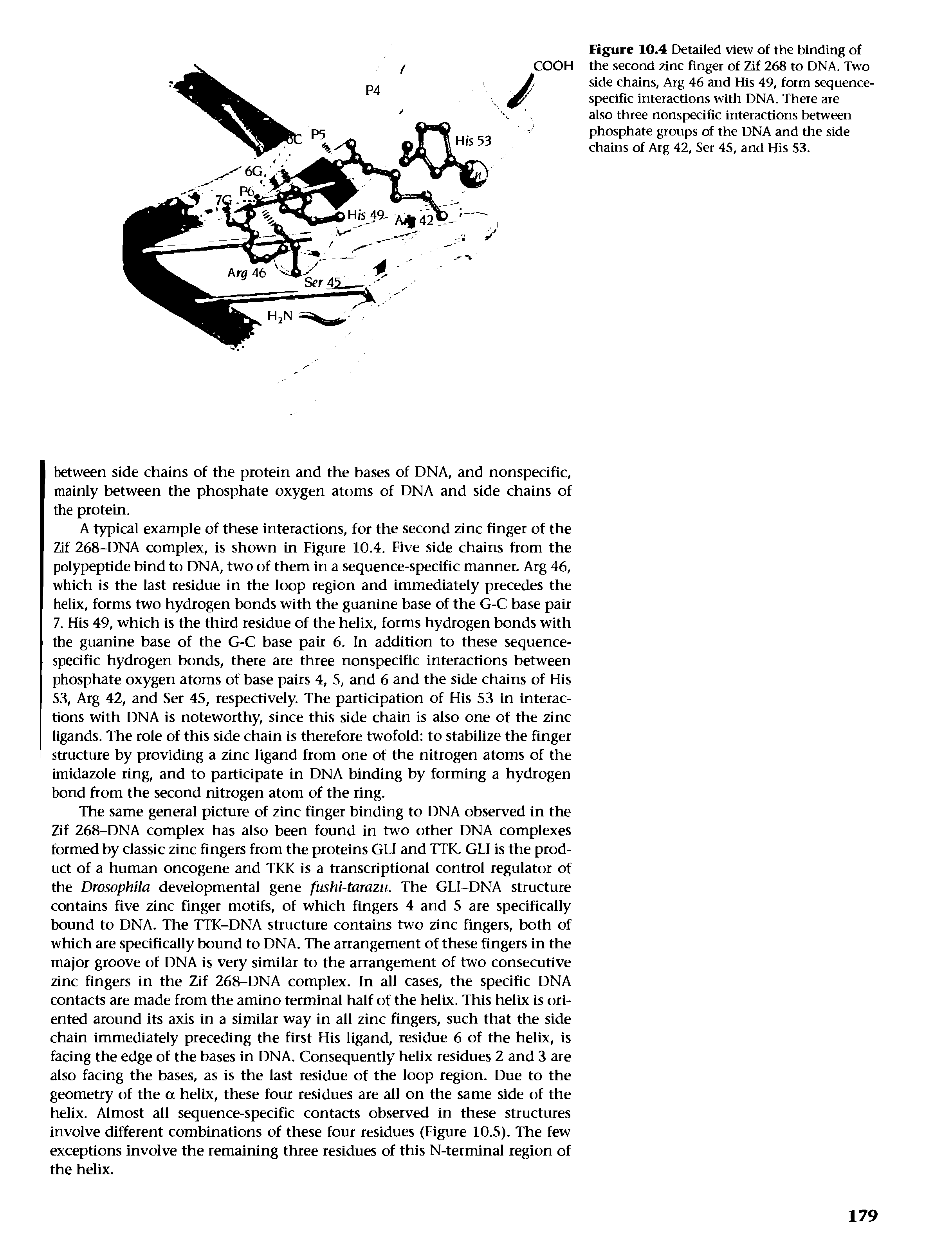 Figure 10.4 Detailed view of the binding of the second zinc finger of Zif 268 to DNA. Two side chains, Arg 46 and His 49, form sequence-specific interactions with DNA. There are also three nonspecific interactions between phosphate groups of the DNA and the side chains of Arg 42, Ser 45, and His 53.