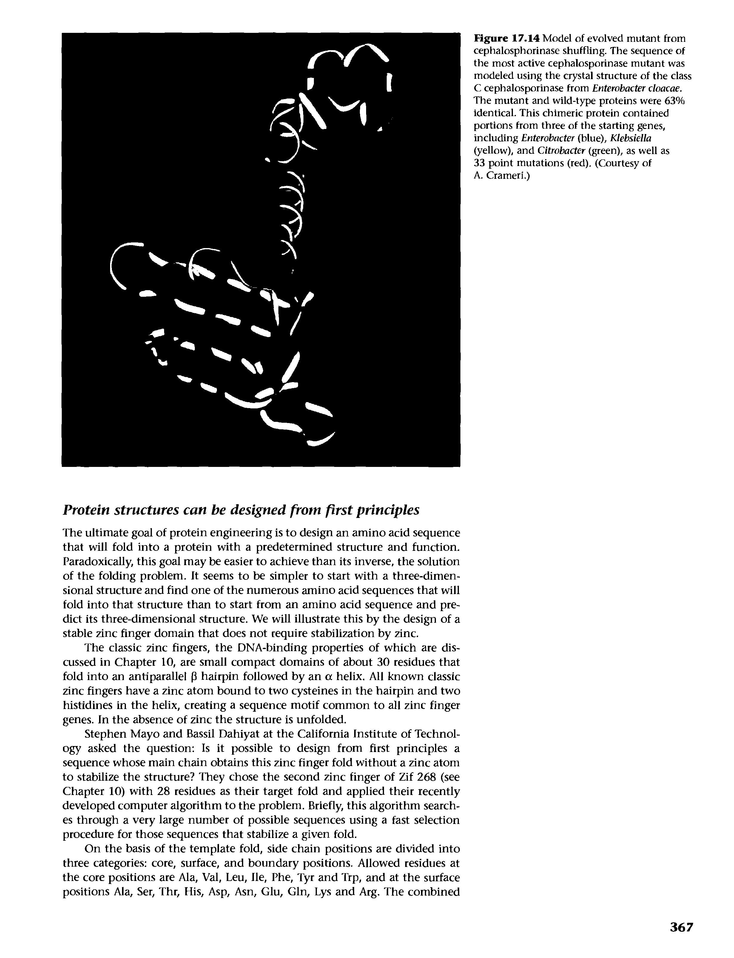 Figure 17.14 Model of evolved mutant from cephalosphorinase shuffling. The sequence of the most active cephalosporinase mutant was modeled using the crystal structure of the class C cephalosporinase from Enterobacter cloacae. The mutant and wild-type proteins were 63% identical. This chimeric protein contained portions from three of the starting genes, including Enterobacter (blue), Klebsiella (yellow), and Citrobacter (green), as well as 33 point mutations (red). (Courtesy of A. Crameri.)...