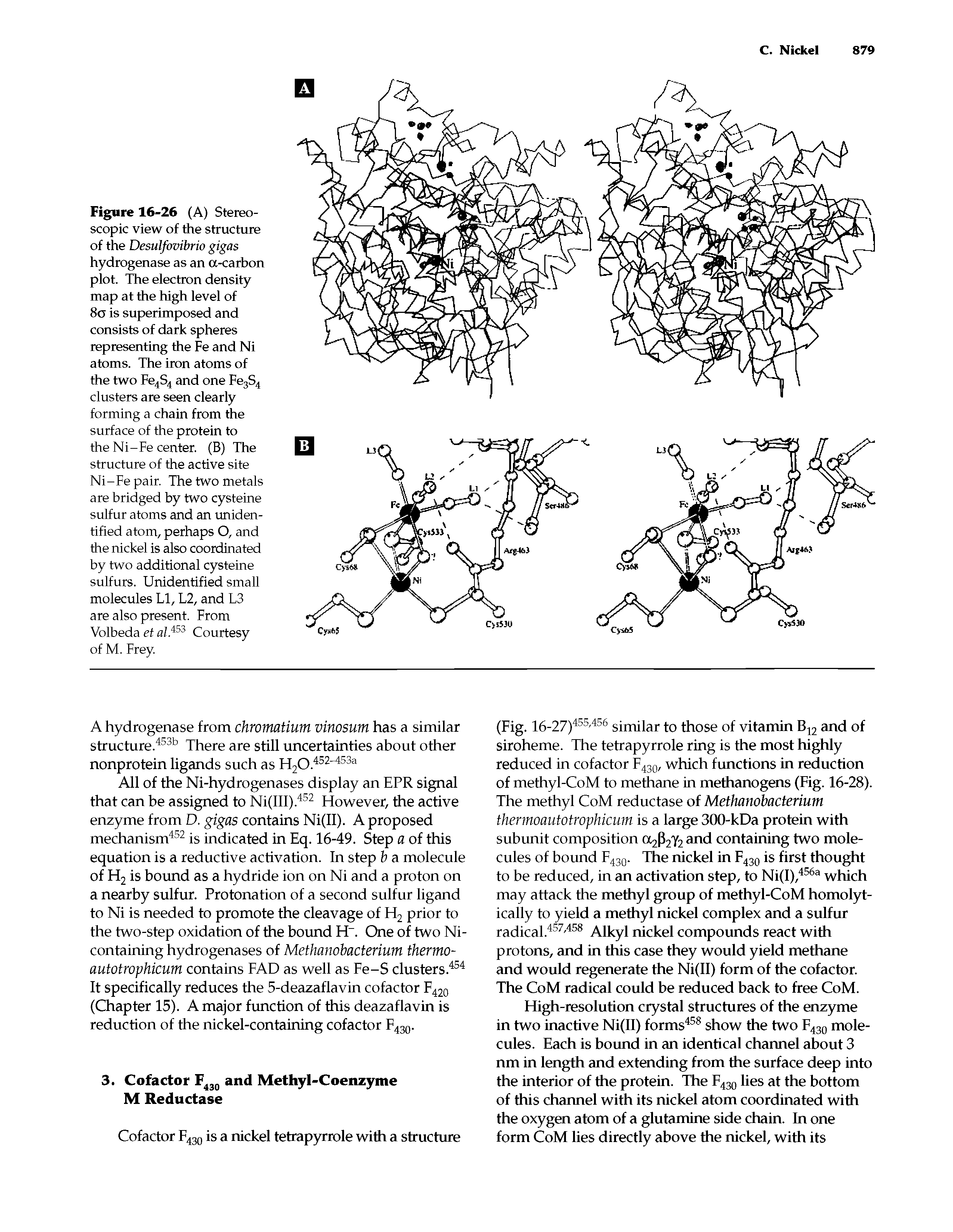 Figure 16-26 (A) Stereoscopic view of the structure of the Desulfovibrio gigas hydrogenase as an a-carbon plot. The electron density map at the high level of 8o is superimposed and consists of dark spheres representing the Fe and Ni atoms. The iron atoms of the two Fe4S4 and one Fe3S4 clusters are seen clearly forming a chain from the surface of the protein to the Ni-Fe center. (B) The structure of the active site Ni-Fe pair. The two metals are bridged by two cysteine sulfur atoms and an unidentified atom, perhaps O, and the nickel is also coordinated by two additional cysteine sulfurs. Unidentified small molecules LI, L2, and L3 are also present. From Volbeda et Courtesy of M. Frey.