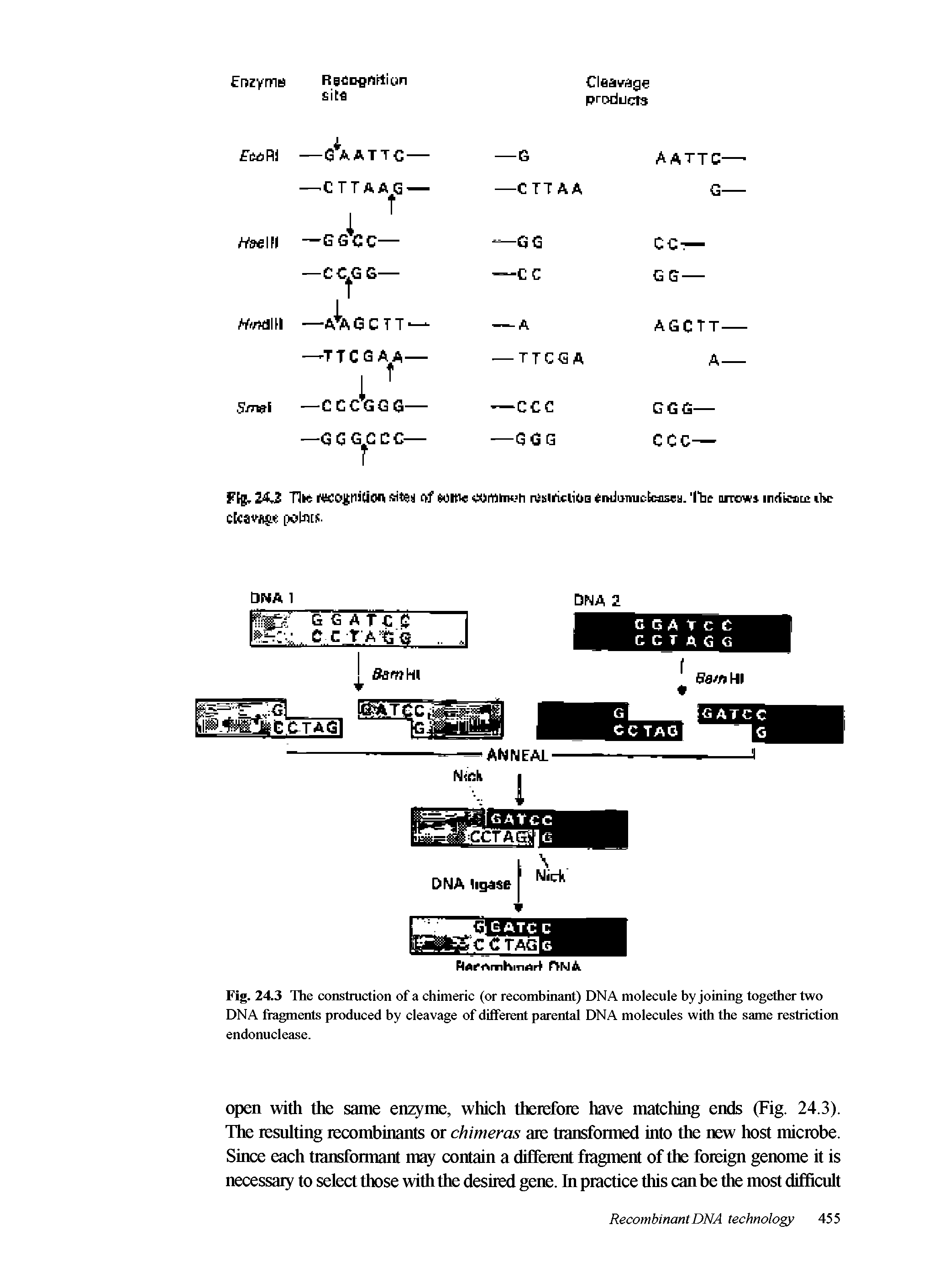 Fig. 24.3 The construction of a chimeric (or recombinant) DNA molecule hy joining together two DNA fragments produced by cleavage of different parental DNA molecules with the same restriction endonuclease.