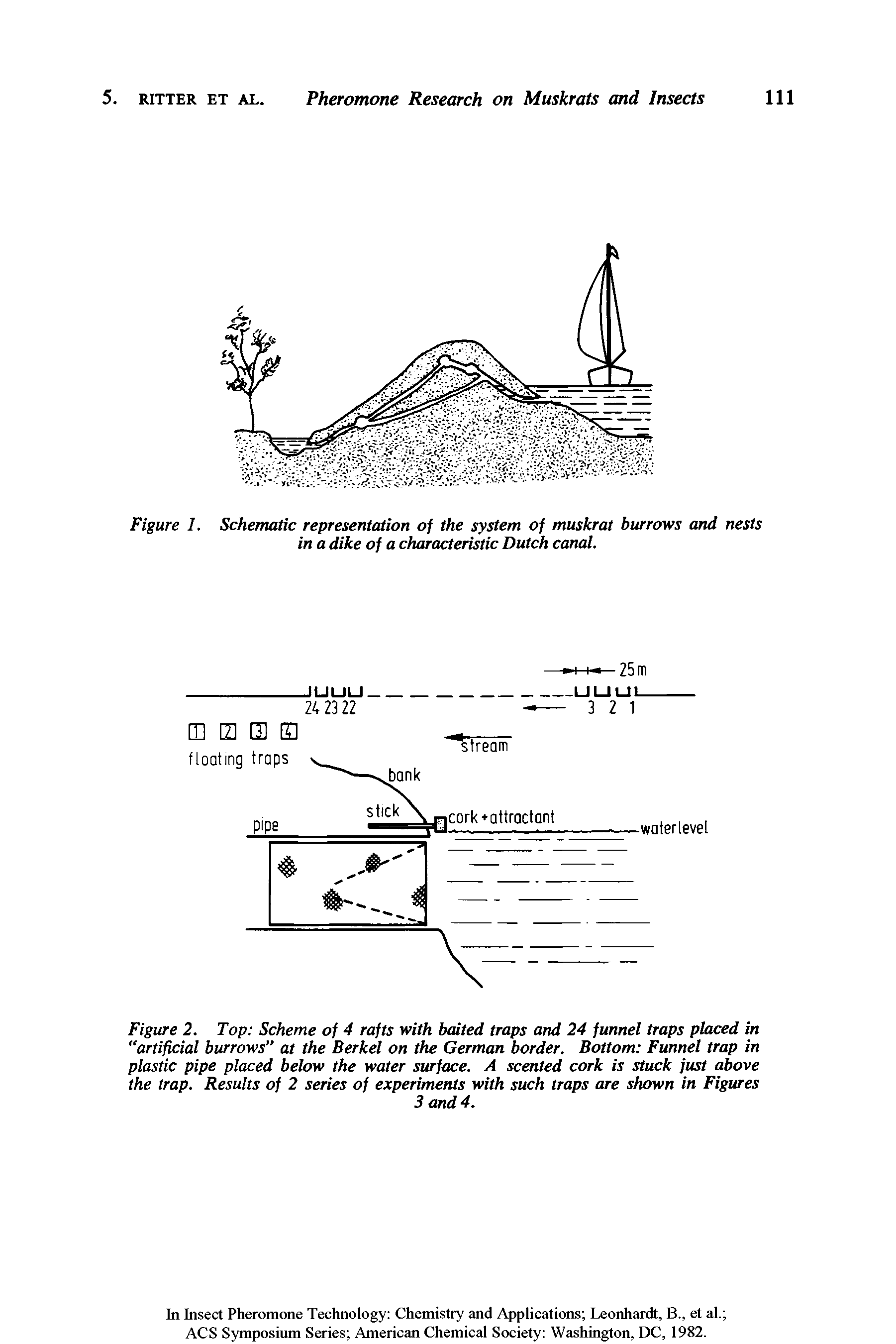 Figure 2. Top Scheme of 4 rafts with baited traps and 24 funnel traps placed in "artificial burrows at the Berkel on the German border. Bottom Funnel trap in plastic pipe placed below the water surface. A scented cork is stuck just above the trap. Results of 2 series of experiments with such traps are shown in Figures...