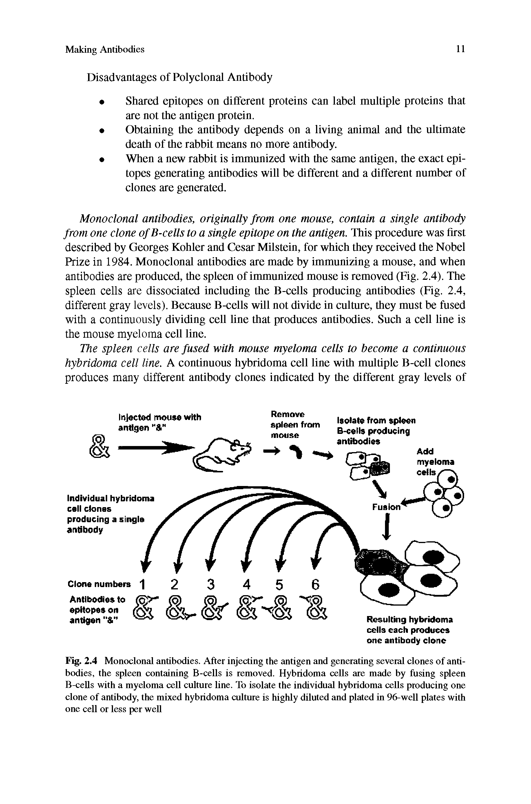 Fig. 2.4 Monoclonal antibodies. After injecting the antigen and generating several clones of antibodies, the spleen containing B-cells is removed. Hybridoma cells are made by fusing spleen B-ceUs with a myeloma cell culture line. To isolate the individual hybridoma cells producing one clone of antibody, the mixed hybridoma culture is highly diluted and plated in 96-well plates with one cell or less per well...