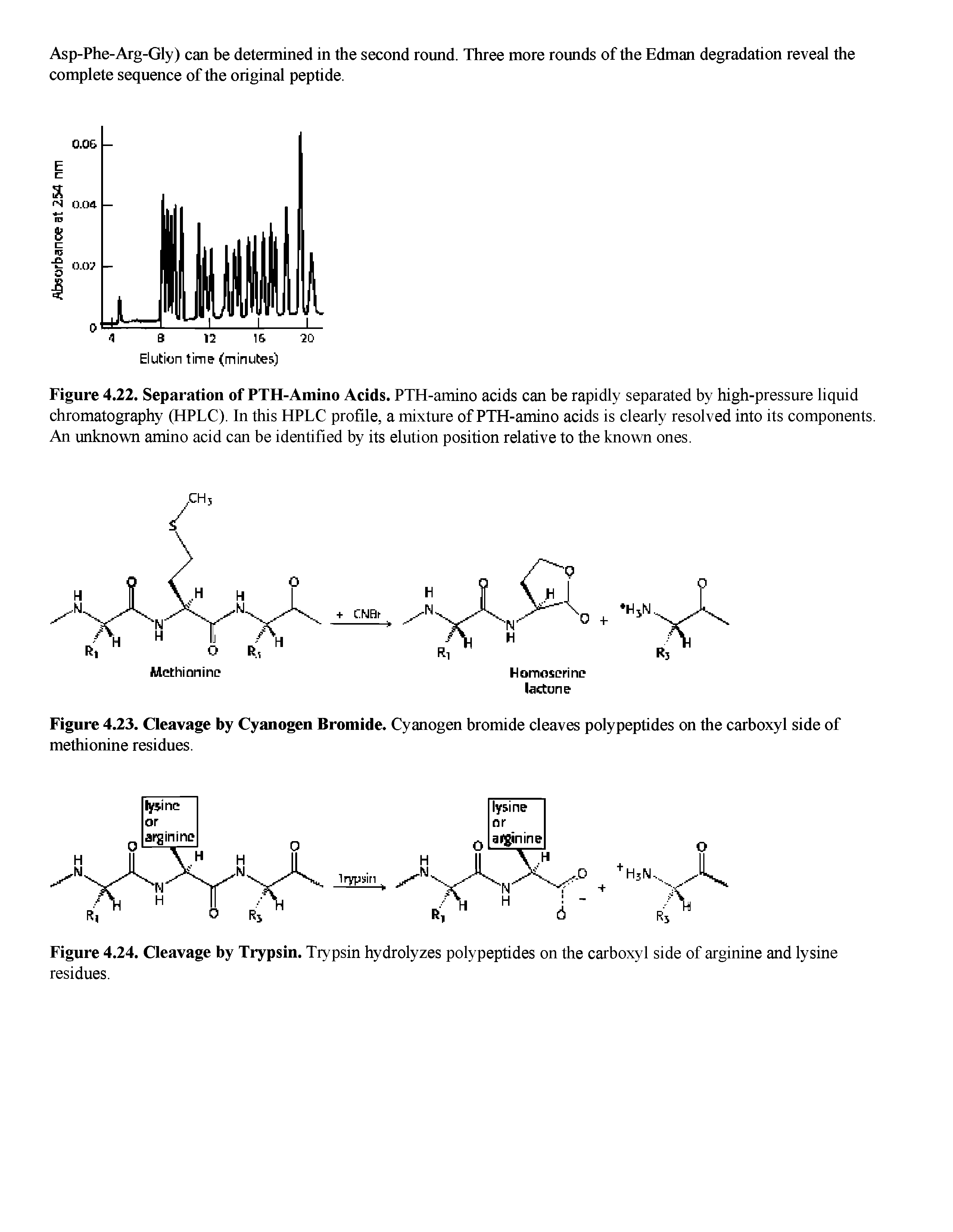 Figure 4.22. Separation of PTH-Amino Acids. PTH-amino acids can be rapidly separated by high-pressure liquid chromatography (HPLC). In this HPLC profile, a mixture of PTH-amino acids is clearly resolved into its components. An unknovm amino acid can be identified by its elution position relative to the known ones.
