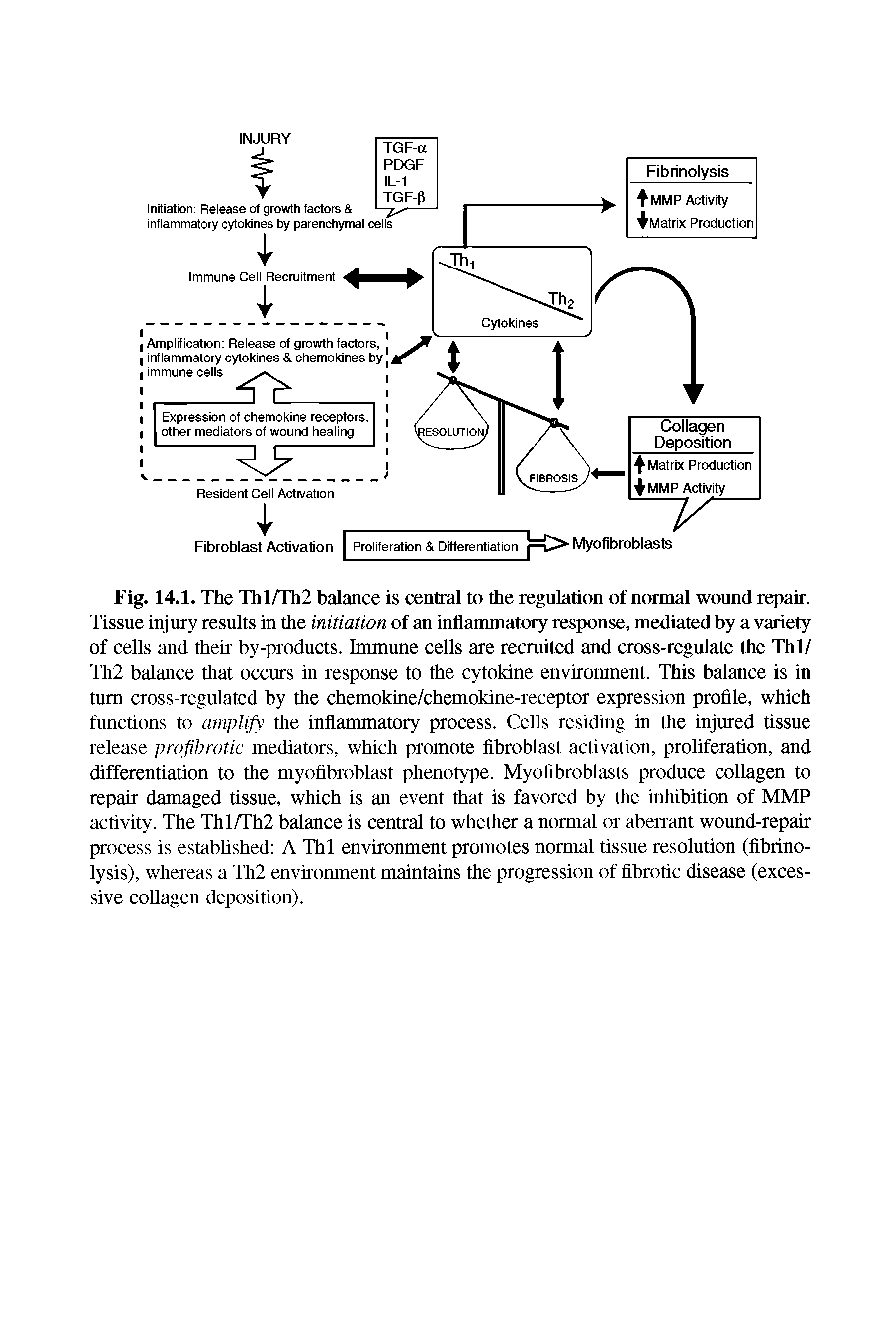 Fig. 14.1. The Thl/Th2 balance is central to the regulation of normal wound repair. Tissue injury results in the initiation of an inflammatory response, mediated by a variety of cells and their by-products. Immune cells are recruited and cross-regulate the Thl/ Th2 balance that occurs in response to the cytokine environment. This balance is in turn cross-regulated by the chemokine/chemokine-receptor expression profile, which functions to amplify the inflammatory process. Cells residing in the injured tissue release profibrotic mediators, which promote fibroblast activation, proliferation, and differentiation to the myofibroblast phenotype. Myofibroblasts produce collagen to repair damaged tissue, which is an event that is favored by the inhibition of MMP activity. The Thl/Th2 balance is central to whether a normal or aberrant wound-repair process is established A Thl environment promotes normal tissue resolution (fibrinolysis), whereas a Th2 environment maintains the progression of fibrotic disease (excessive collagen deposition).