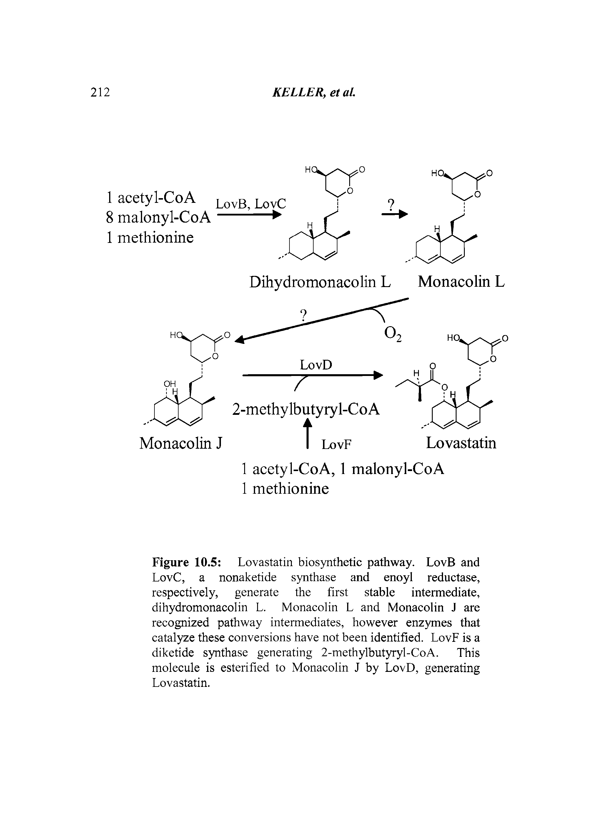 Figure 10.5 Lovastatin biosynthetic pathway. LovB and LovC, a nonaketide synthase and enoyl reductase, respectively, generate the first stable intermediate, dihydromonacolin L. Monacolin L and Monacolin J are recognized pathway intermediates, however enzymes that catalyze these conversions have not been identified. LovF is a diketide synthase generating 2-methylbutyryl-CoA. This molecule is esterified to Monacolin J by LovD, generating Lovastatin.