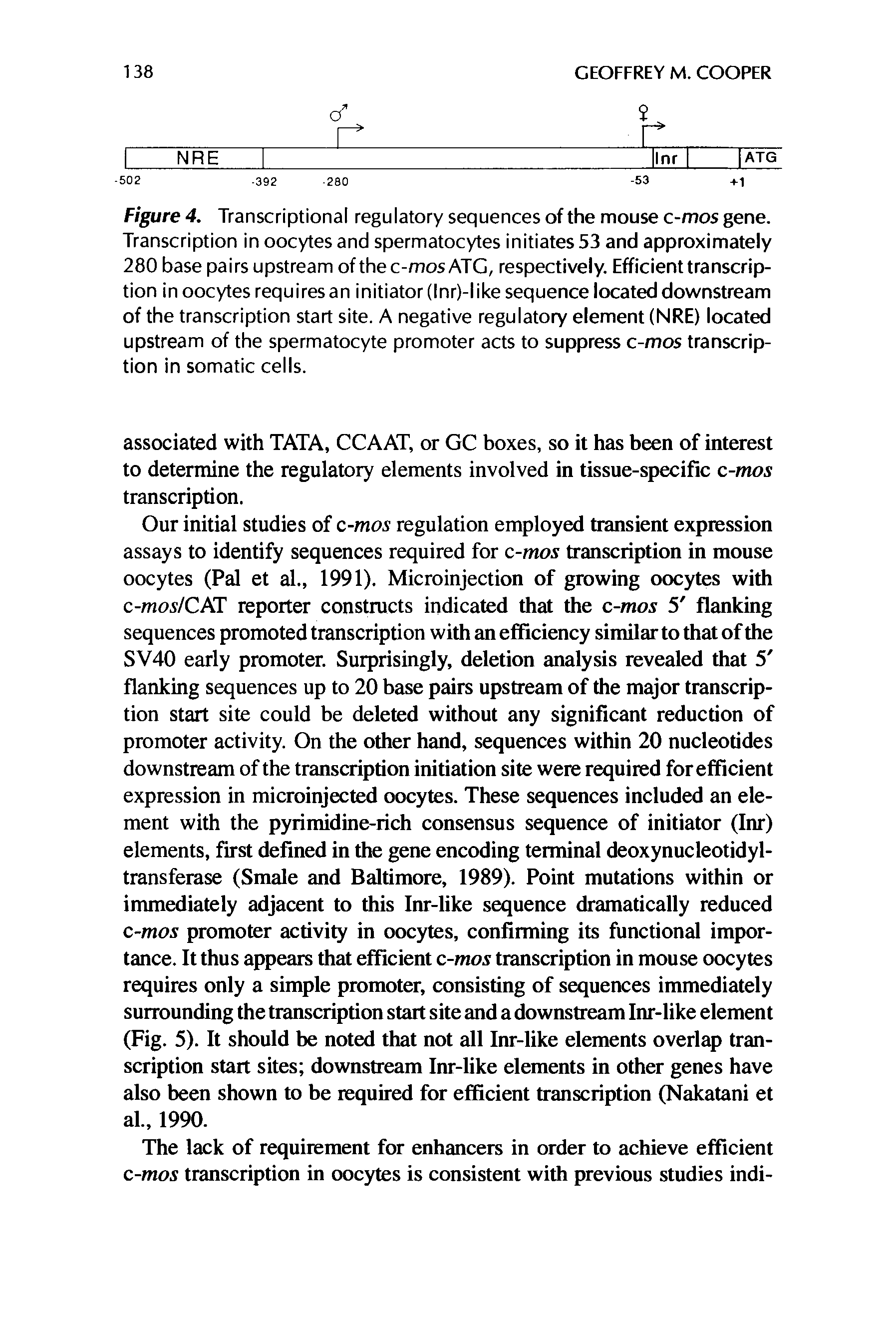 Figure 4. Transcriptional regulatory sequences of the mouse c-mos gene. Transcription in oocytes and spermatocytes initiates 53 and approximately 280 base pairs upstream of the c-mos ATG, respectively. Efficient transcription in oocytes requires an initiator (Inr)-I ike sequence located downstream of the transcription start site. A negative regulatory element (NRE) located upstream of the spermatocyte promoter acts to suppress c-mos transcription in somatic cells.