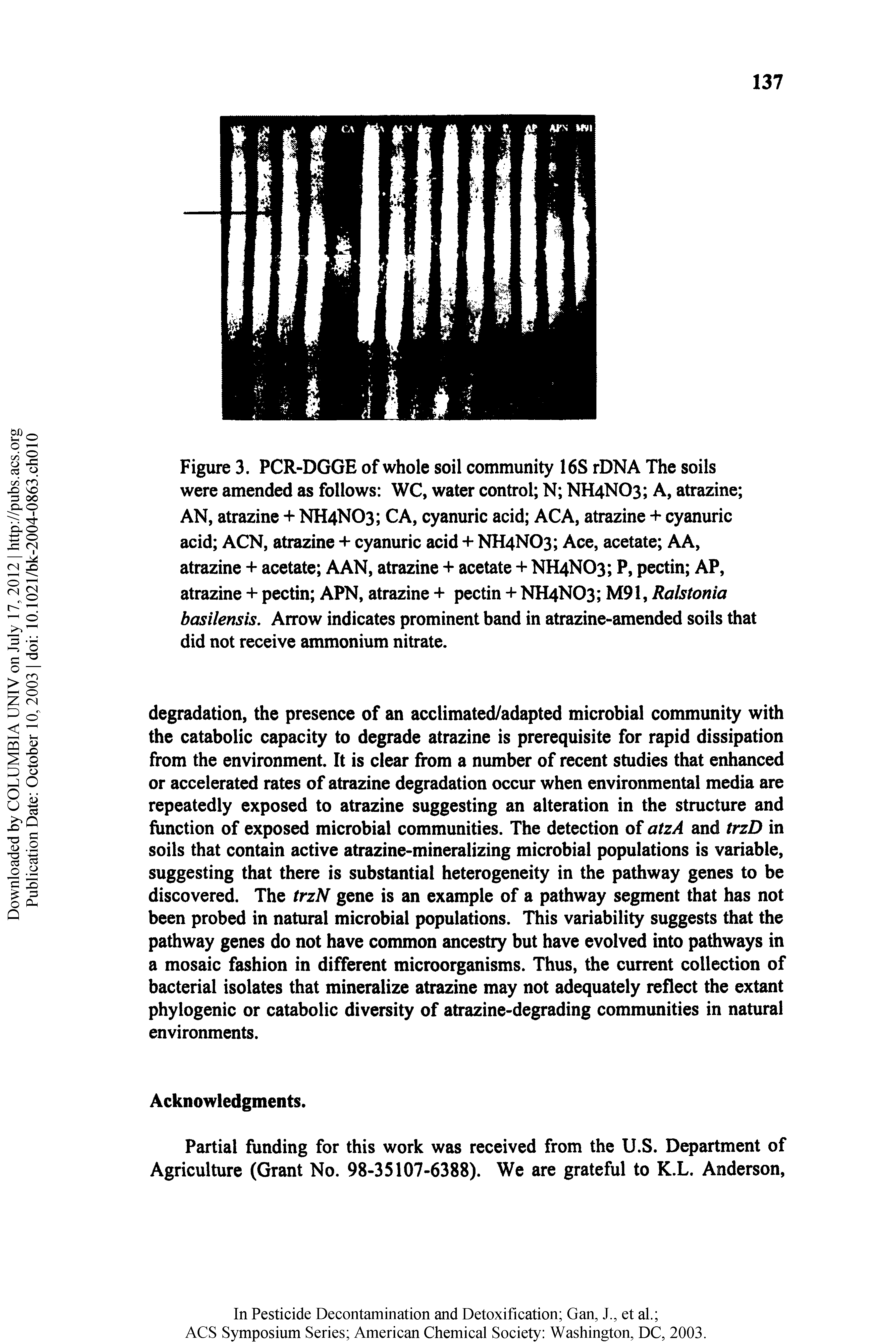 Figure 3. PCR-DGGE of whole soil community 16S rDNA The soils were amended as follows WC, water control N NH4NO3 A, atrazine AN, atrazine + NH4NO3 CA, cyanuric acid ACA, atrazine + cyanuric acid ACN, atrazine + cyanuric acid + NH4NO3 Ace, acetate AA, atrazine + acetate AAN, atrazine + acetate + NH4NO3 P, pectin AP, atrazine + pectin APN, atrazine + pectin + NH4NO3 M91, Ralstonia hasilensis. Arrow indicates prominent band in atrazine-amended soils that did not receive ammonium nitrate.