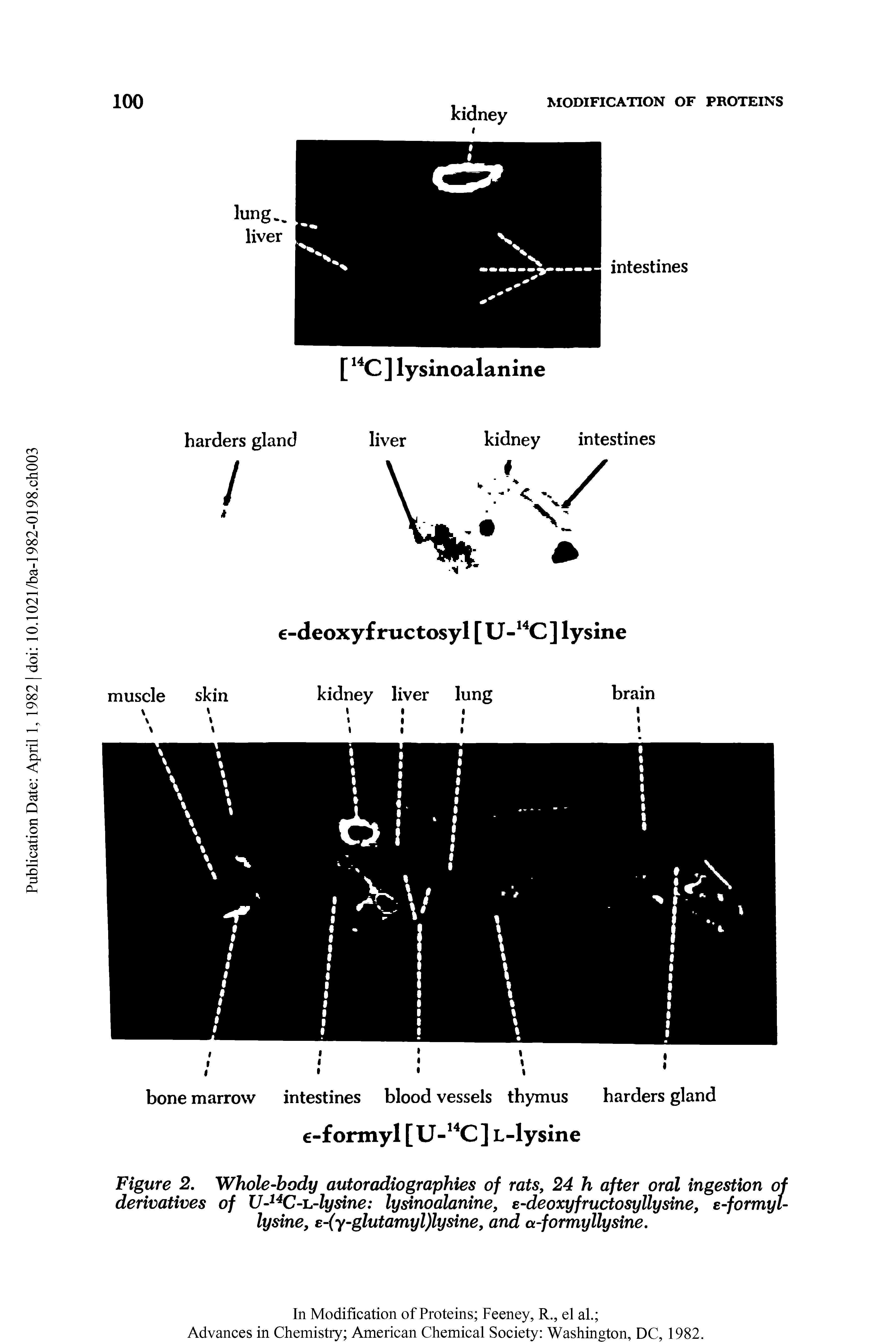 Figure 2. Whole-body autoradiographies of rats, 24 h after oral ingestion of derivatives of U-14C-i.-lysine lysinoalanine, e-deoxyfructosyllysine, e-formyl-lysine, e-(y-glutamyl)lysine, and a-formyllysine.