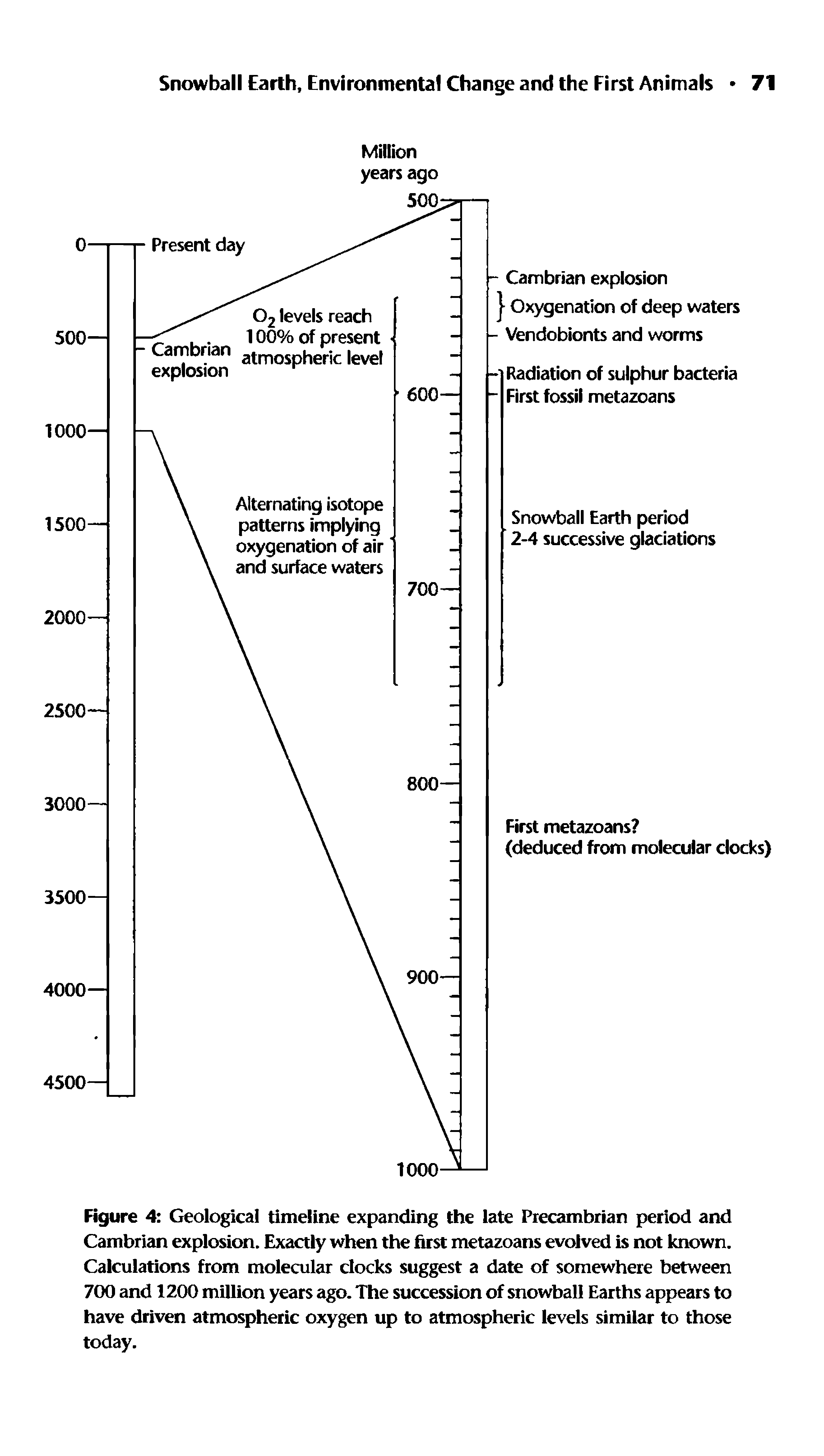 Figure 4 Geological timeline expanding the late Precambrian period and Cambrian explosion. Exactly when the first metazoans evolved is not known. Calculations from molecular clocks suggest a date of somewhere between 700 and 1200 million years ago. The succession of snowball Earths appears to have driven atmospheric oxygen up to atmospheric levels similar to those today.