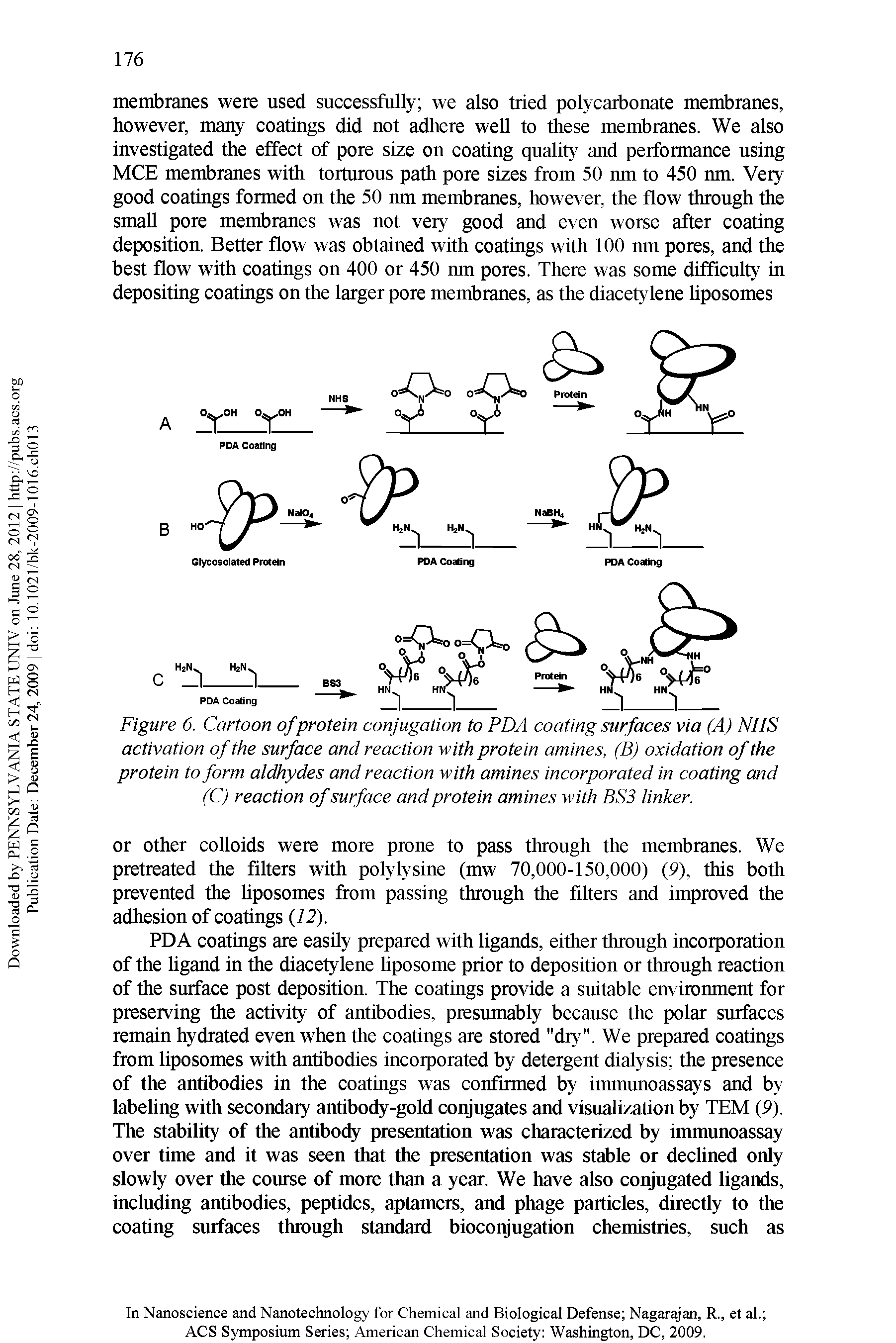 Figure 6. Cartoon of protein conjugation to PDA coating surfaces via (A) NHS activation of the surface and reaction with protein amines, (B) oxidation of the protein to form aldhydes and reaction with amines incorporated in coating and (C) reaction of surface and protein amines with BS3 linker.