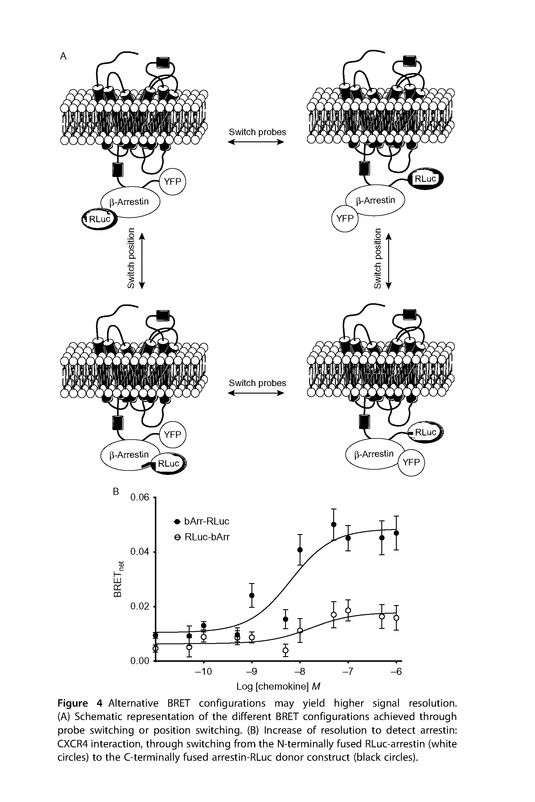 Figure 4 Alternative BRET configurations may yield higher signal resolution. (A) Schematic representation of the different BRET configurations achieved through probe switching or position switching. (B) Increase of resolution to detect arrestin CXCR4 interaction, through switching from the N-terminally fused RLuc-arrestin (white circles) to the C-terminally fused arrestin-RLuc donor construct (black circles).