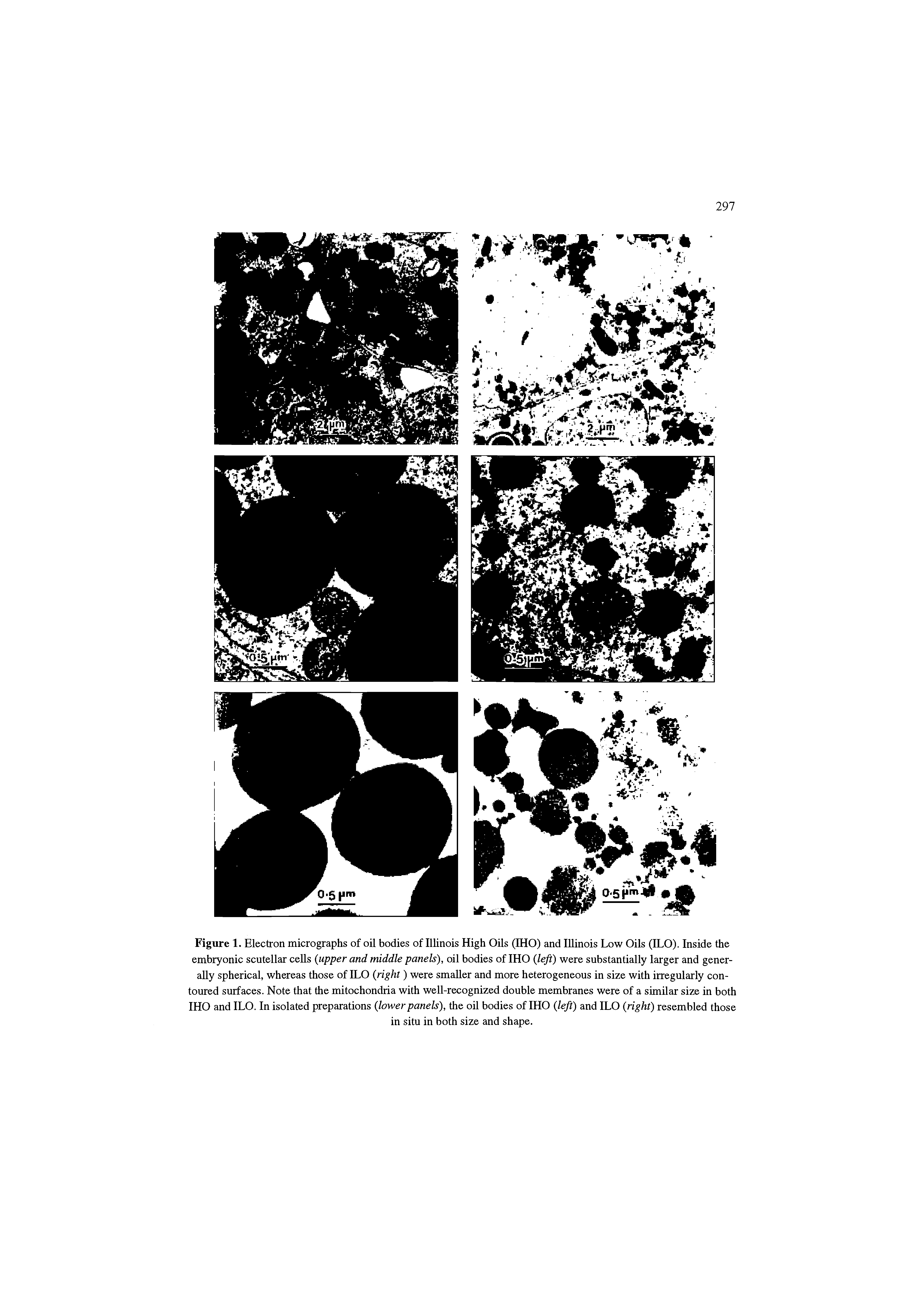 Figure 1. Electron micrographs of oil bodies of Illinois High Oils (IHO) and Illinois Low Oils (ILO). Inside the embryonic scutellar cells upper and middle panels), oil bodies of IHO lefi) were substantially larger and generally spherical, whereas those of ILO right) were smaller and more heterogeneous in size with irregularly contoured surfaces. Note that the mitochondria with well-recognized double membranes were of a similar size in both IHO and ILO. In isolated preparations lower panels), the oil bodies of IHO left) and ILO right) resembled those...