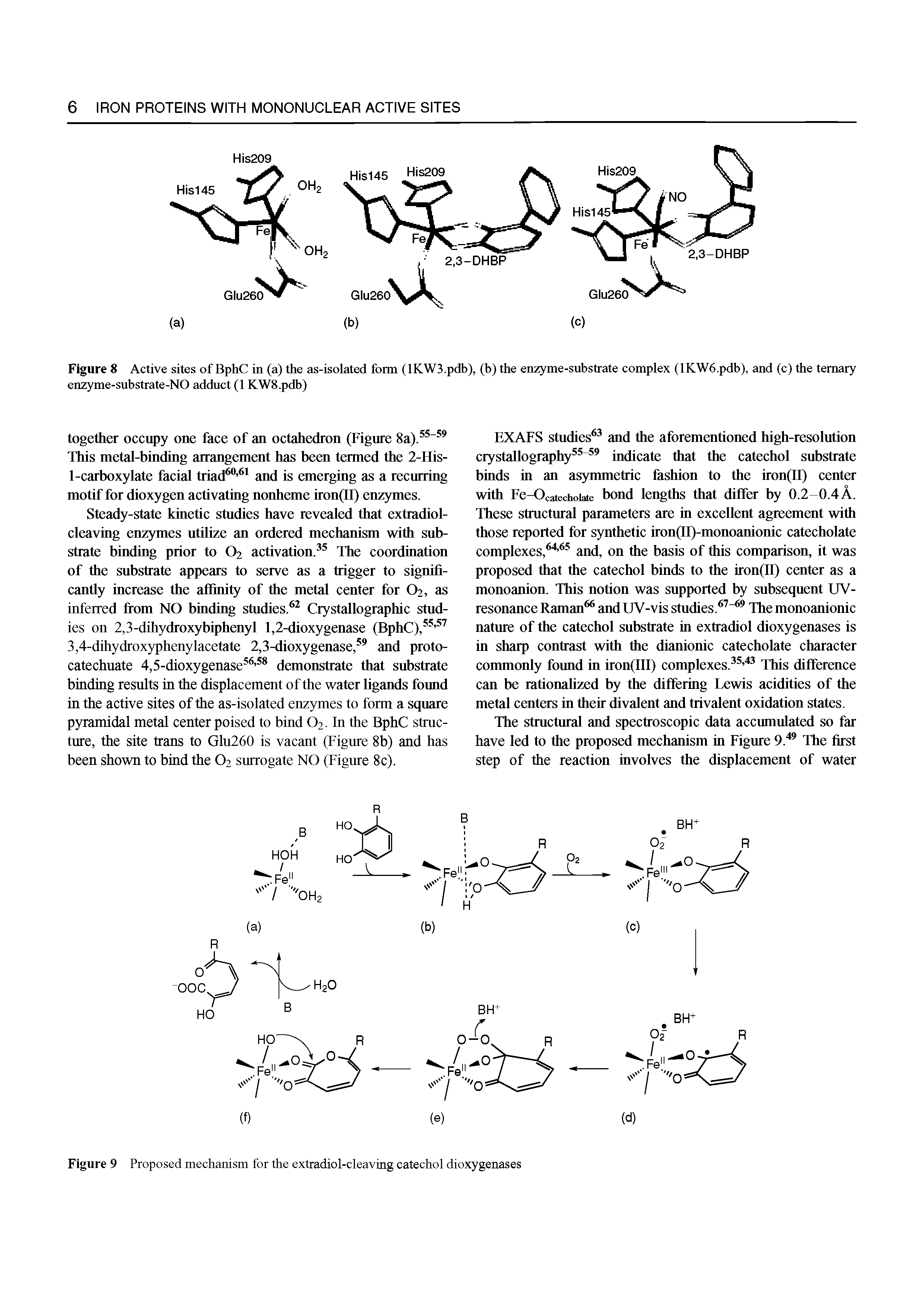 Figure 9 Proposed mechanism for the extradiol-cleaving catechol dioxygenases...