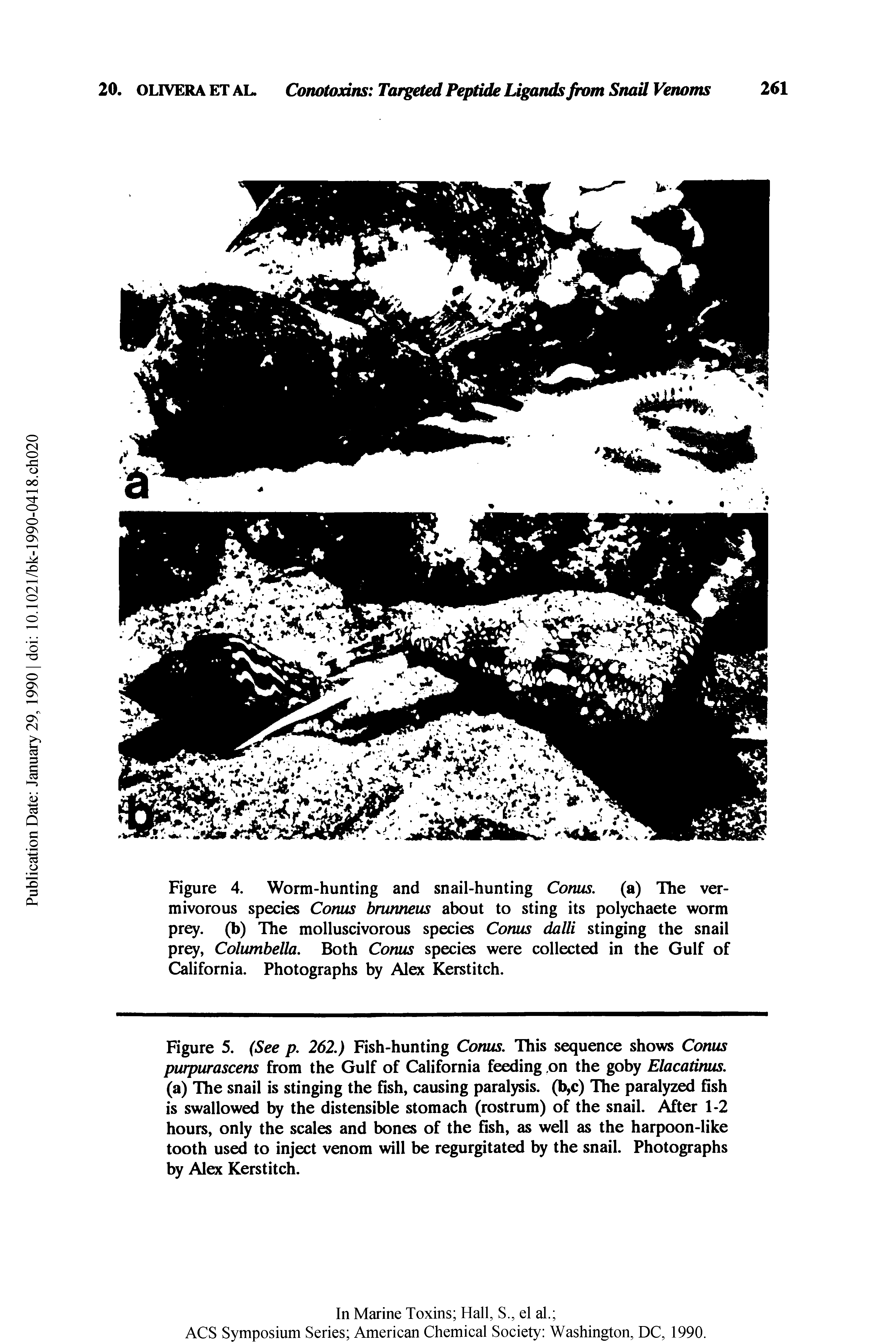 Figure 4. Worm-hunting and snail-hunting Conus, (a) The ver-mivorous species Conus brunneus about to sting its polychaete worm prey, (b) The molluscivorous species Conus dalli stinging the snail prey, Columhella. Both Conus species were collected in the Gulf of California. Photographs by Alex Kerstitch.