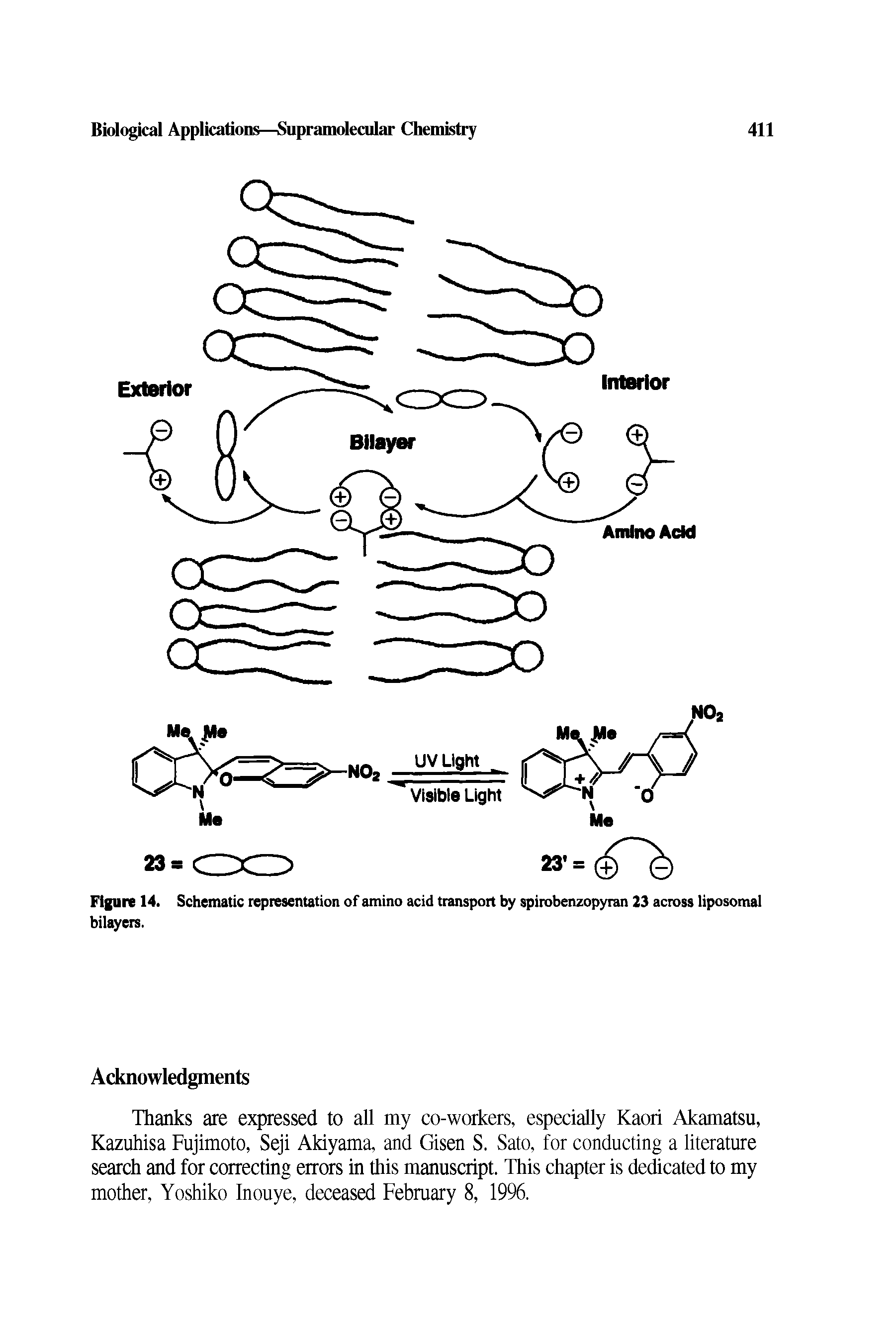 Figure 14. Schematic representation of amino acid transport by spirobenzopyran 23 across liposomal bilayers.