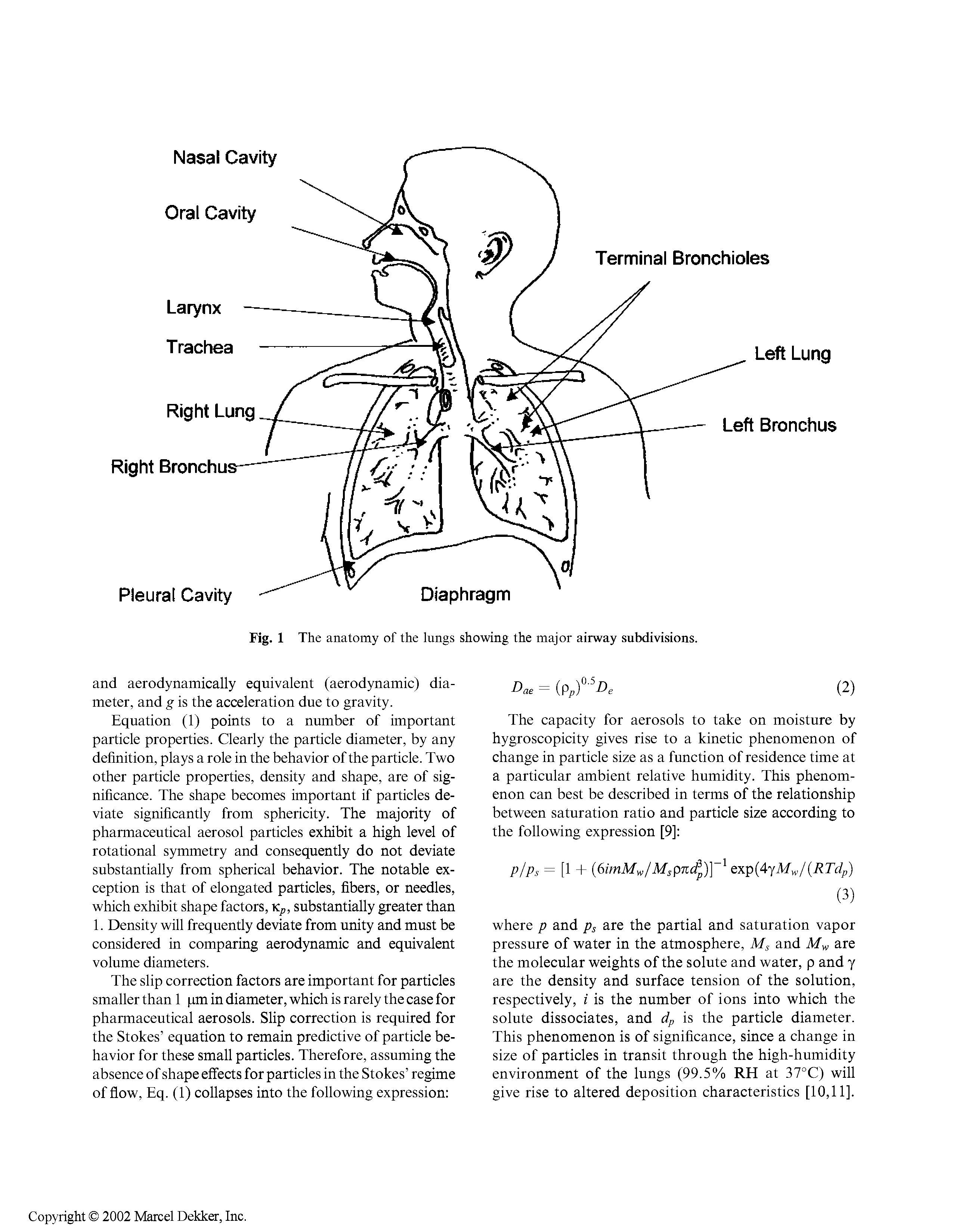 Fig. 1 The anatomy of the lungs showing the major airway subdivisions.
