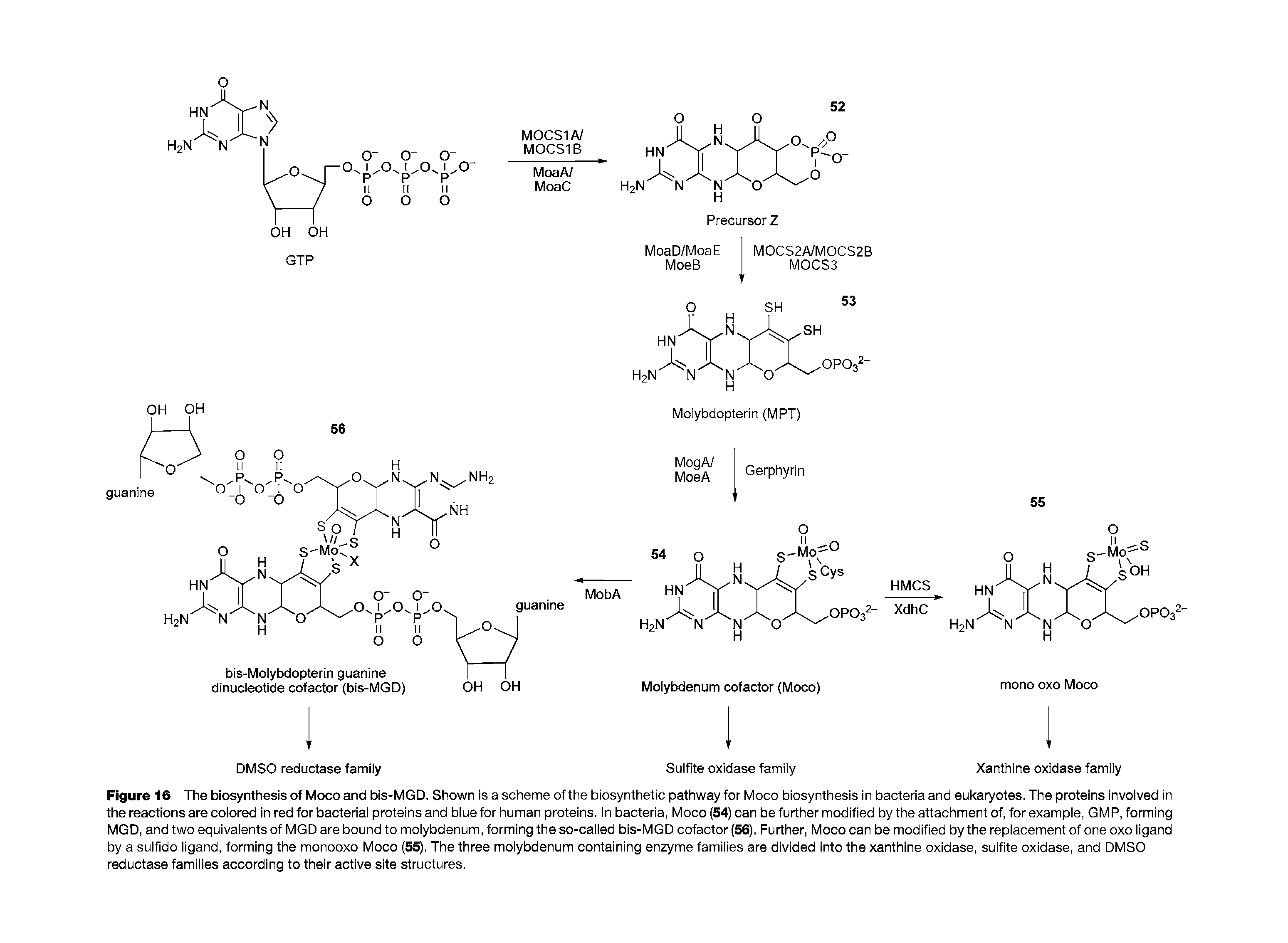 Figure 16 The biosynthesis of Moco and bis-MGD. Shown is a scheme of the biosynthetic pathway for Moco biosynthesis in bacteria and eukaryotes. The proteins involved in the reactions are colored in red for bacterial proteins and blue for human proteins. In bacteria, Moco (54) can be further modified by the attachment of, for example, GMP, forming MGD, and two equivalents of MGDare bound to molybdenum, forming the so-called bis-MGD cofactor (56). Further, Moco can be modified by the replacement of one 0x0 ligand by a sulfido ligand, forming the monooxo Moco (55). The three molybdenum containing enzyme families are divided into the xanthine oxidase, sulfite oxidase, and DMSO reductase families according to their active site structures.