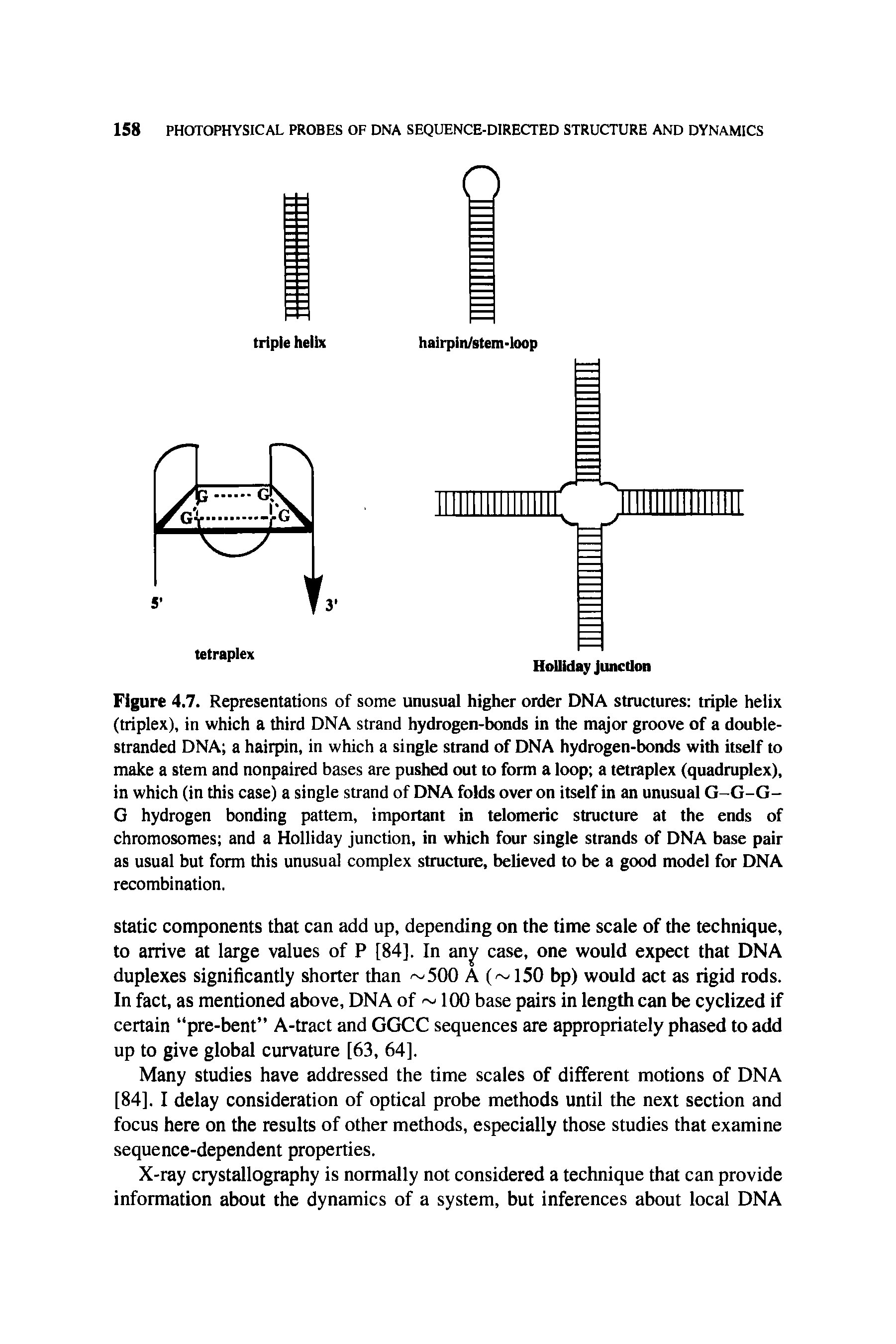 Figure 4.7. Representations of some unusual higher order DNA structures triple helix (triplex), in which a third DNA strand hydrogen-bonds in the major groove of a double-stranded DNA a hairpin, in which a single strand of DNA hydrogen-bonds with itself to make a stem and nonpaired bases are pushed out to form a loop a tetraplex (quadruplex), in which (in this case) a single strand of DNA folds over on itself in an unusual G-G-G-G hydrogen bonding pattern, important in telomeric structure at the ends of chromosomes and a Holliday junction, in which four single strands of DNA base pair as usual but form this unusual complex structure, believed to be a good model for DNA recombination.