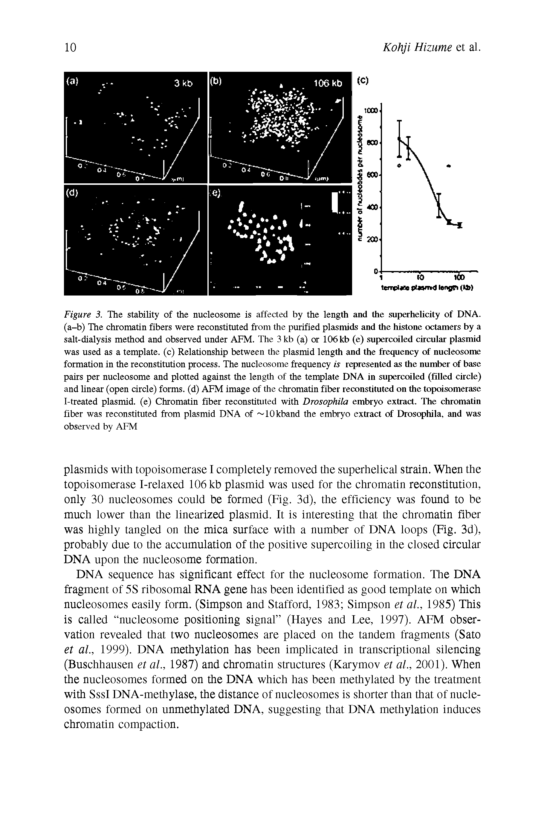 Figure 3. The stability of the nucleosome is affected by the length and the superhelicity of DNA. (a-b) The chromatin fibers were reconstituted from the purified plasmids and the histone octamers by a salt-dialysis method and observed under AFM. The 3 kb (a) or 106 kb (e) supercoiled circular plasmid was used as a template, (c) Relationship between the plasmid length and the frequency of nucleosome formation in the reconstitution process. The nucleosome frequency is represented as the number of base pairs per nucleosome and plotted against the length of the template DNA in supercoiled (filled circle) and linear (open circle) forms, (d) AFM image of the chromatin fiber reconstituted on the topoisomerase 1-treated plasmid, (e) Chromatin fiber reconstituted with Drosophila embryo extract. The chromatin fiber was reconstituted from plasmid DNA of 10kband the embryo extract of Drosophila, and was observed by AFM...