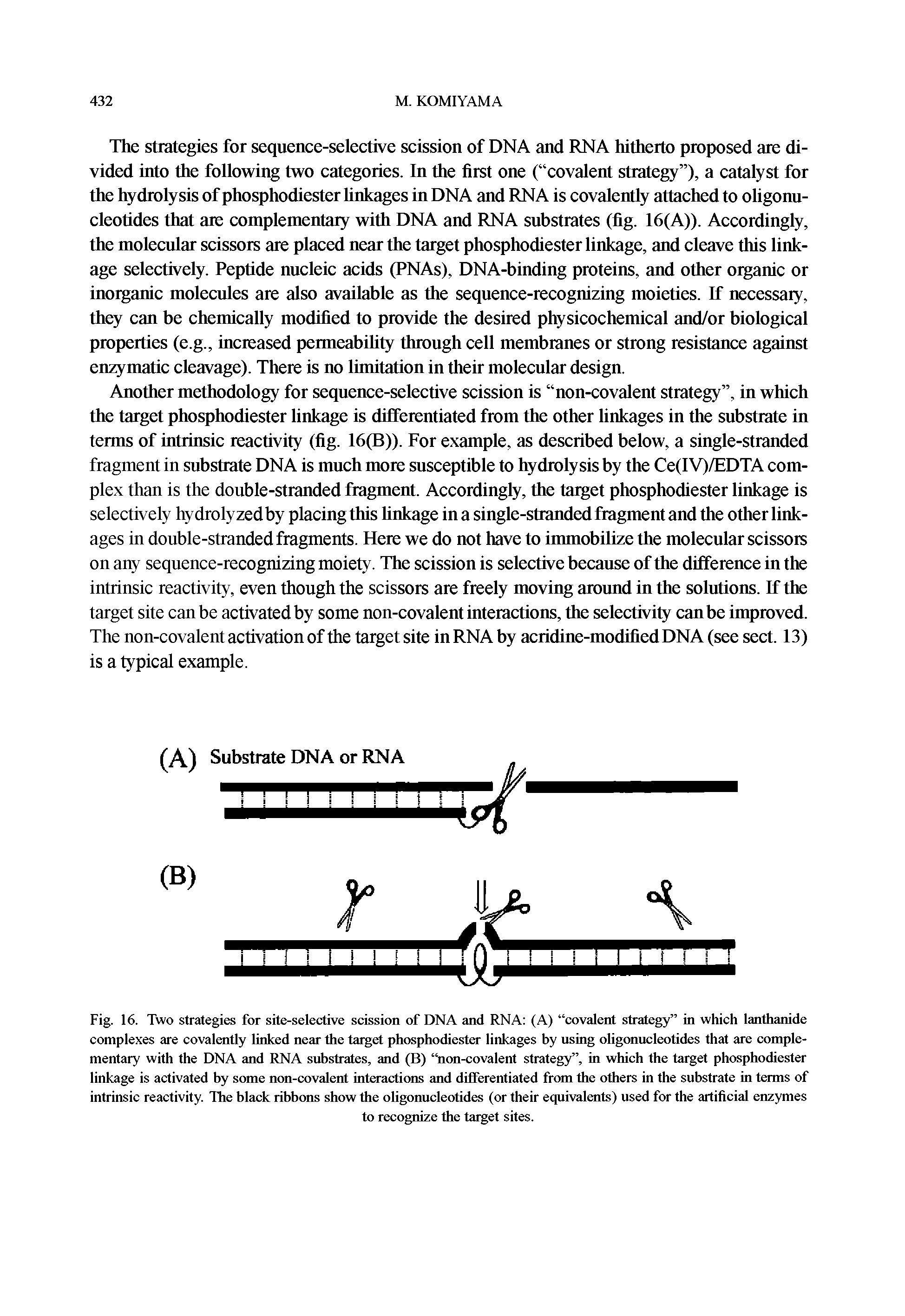Fig. 16. Two strategies for site-selective scission of DNA and RNA (A) covalent strategy in which lanthanide complexes are covalently linked near the target phosphodiester linkages by using oligonucleotides that are complementary with the DNA and RNA substrates, and (B) non-covalent strategy , in which the target phosphodiester linkage is activated by some non-covalent interactions and dilferentiated from the others in the substrate in terms of intrinsic reactivity. The black ribbons show the oligonucleotides (or their equivalents) used for the artificial enzymes...