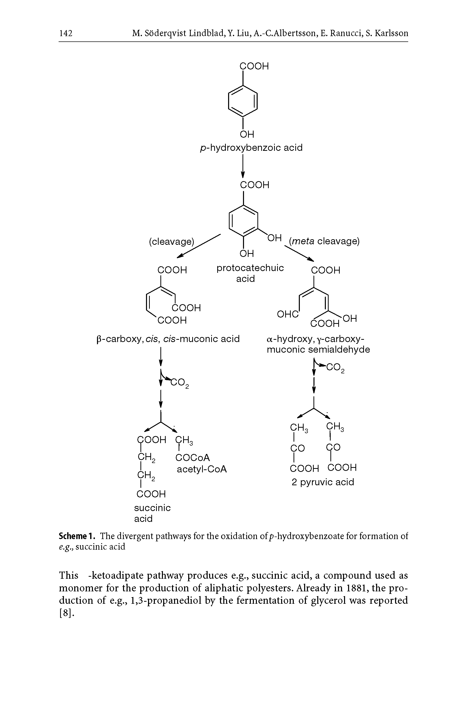 Scheme 1. The divergent pathways for the oxidation ofp-hydroxybenzoate for formation of e.g., succinic acid...