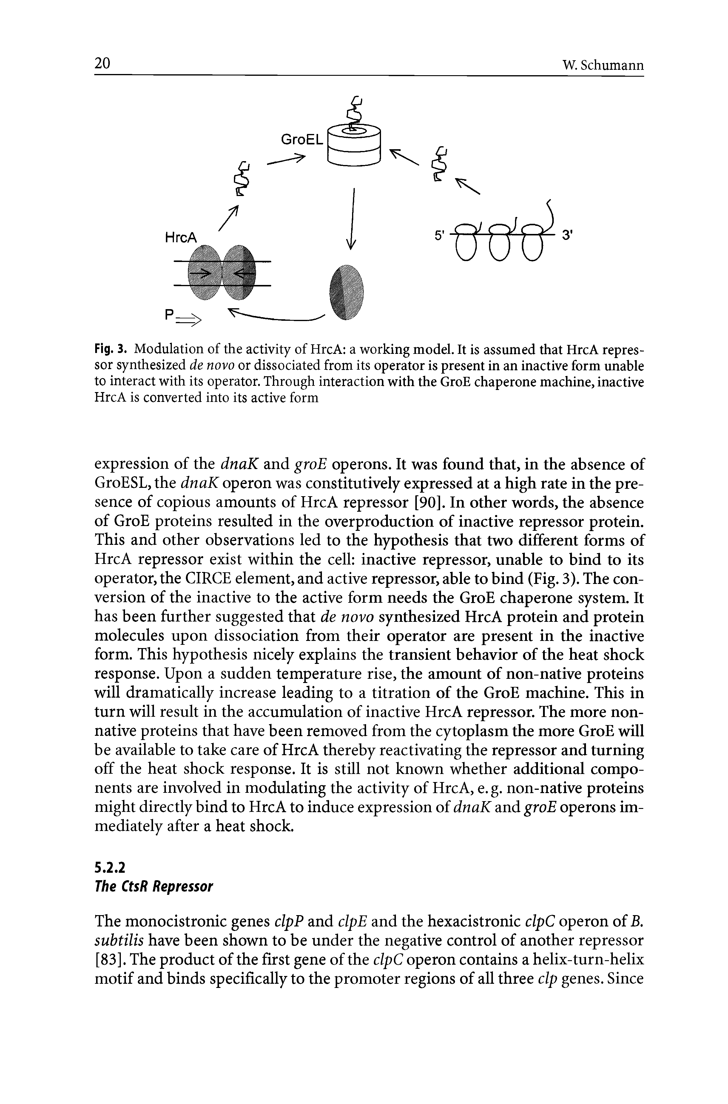 Fig. 3. Modulation of the activity of HrcA a working model. It is assumed that HrcA repressor synthesized de novo or dissociated from its operator is present in an inactive form unable to interact with its operator. Through interaction with the GroE chaperone machine, inactive HrcA is converted into its active form...