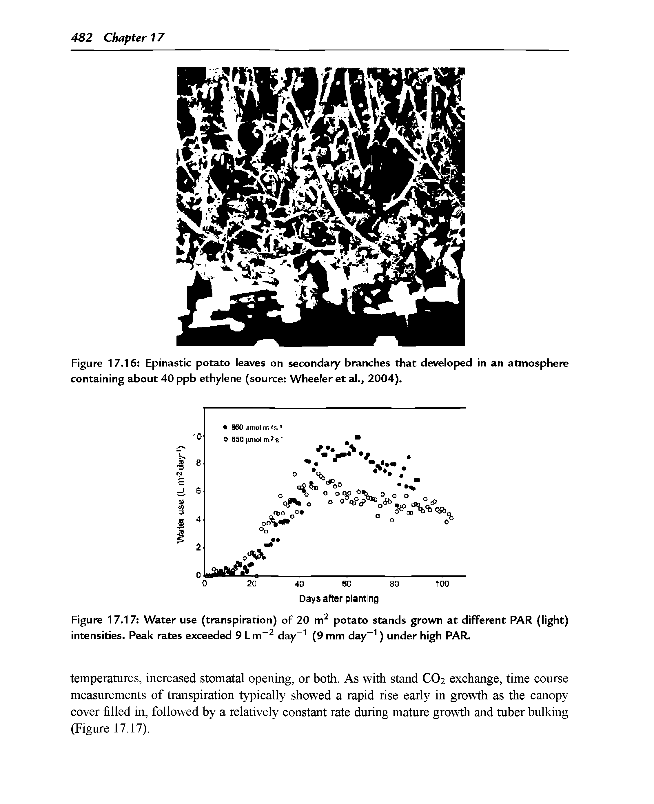 Figure 17.16 Epinastic potato leaves on secondary branches that developed in an atmosphere containing about 40 ppb ethylene (source Wheeler et al., 2004).