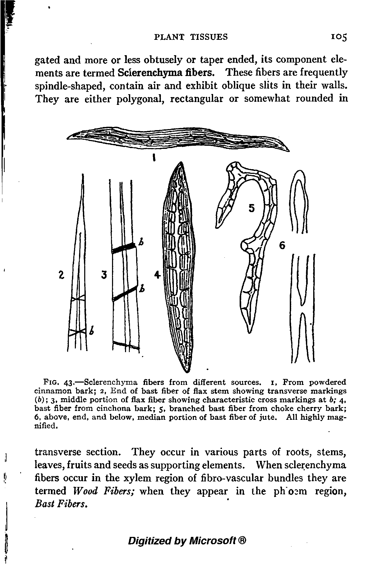 Fig. 43,—Sclerenchyma fibers from different sources, i, Prom powdered cinnamon bark 2, End of bast fiber of flax stem showing transverse markings (6) 3, middle portion of flax fiber showing characteristic cross markings at b 4, bast fiber from cinchona bark 5, branched bast fiber from choke cherry bark 6. above, end, and below, median portion of bast fiber of jute. All highly magnified.