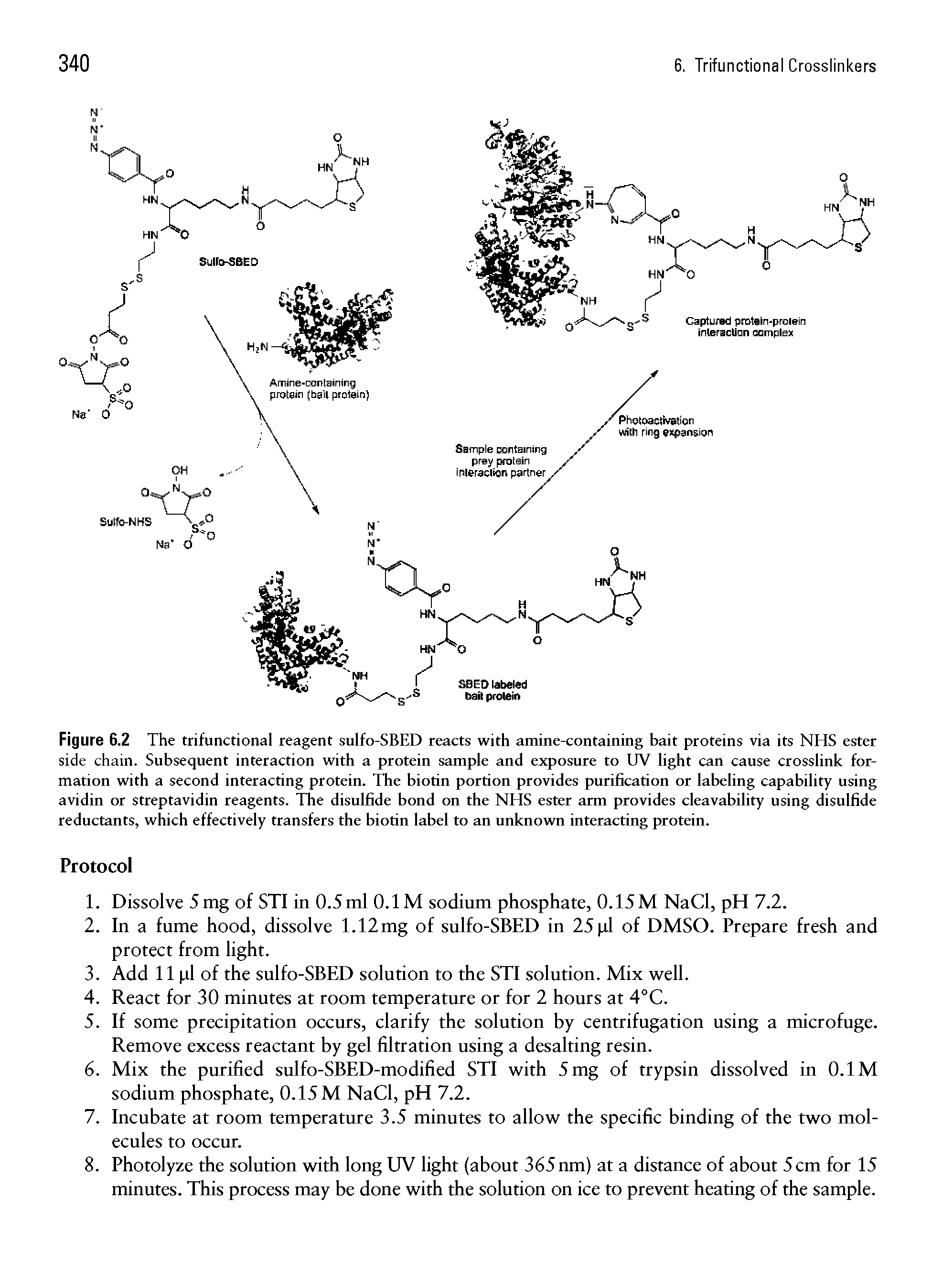 Figure 6.2 The trifunctional reagent sulfo-SBED reacts with amine-containing bait proteins via its NHS ester side chain. Subsequent interaction with a protein sample and exposure to UV light can cause crosslink formation with a second interacting protein. The biotin portion provides purification or labeling capability using avidin or streptavidin reagents. The disulfide bond on the NHS ester arm provides cleavability using disulfide reductants, which effectively transfers the biotin label to an unknown interacting protein.