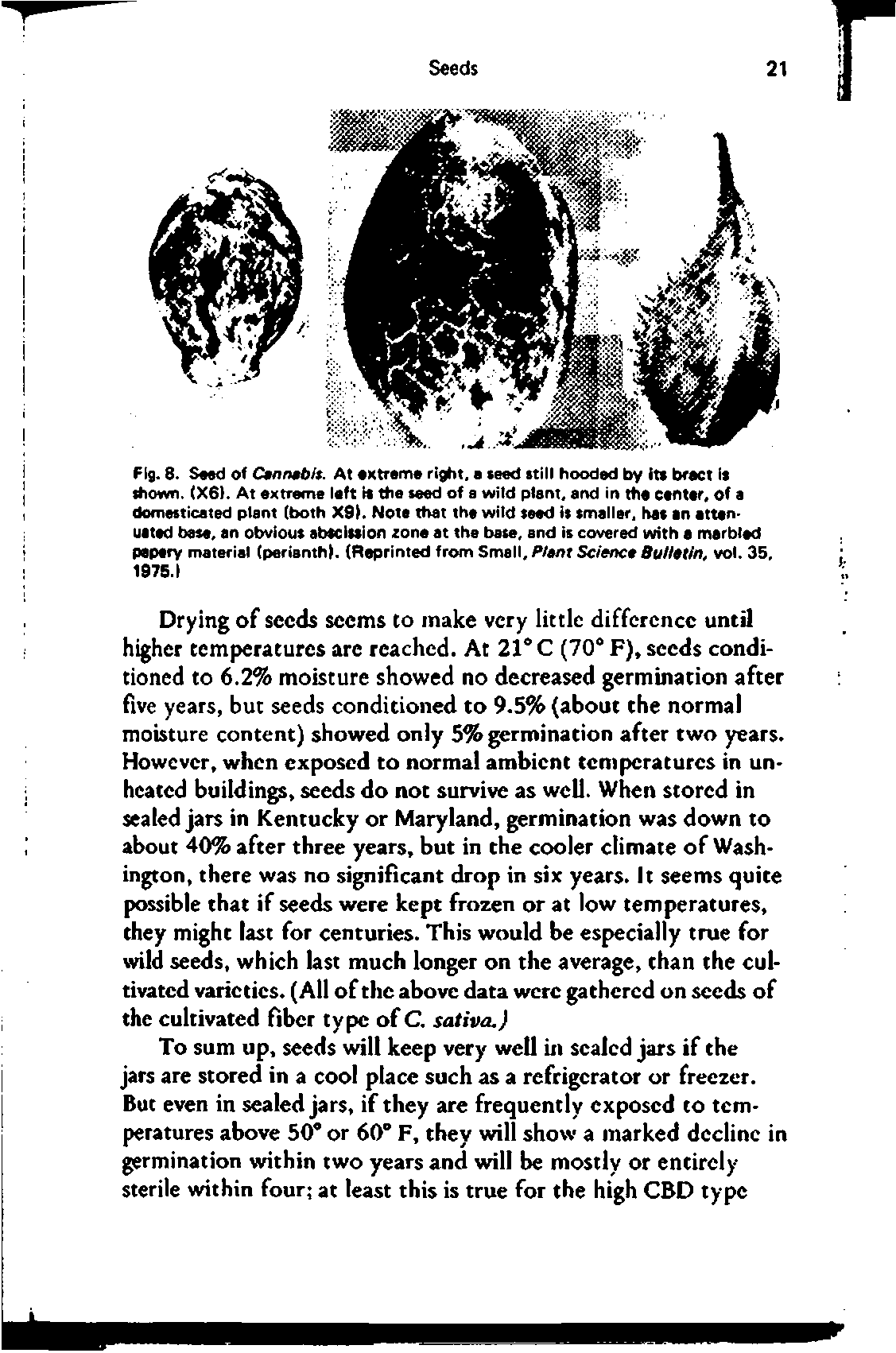 Fig. 8. S ed of Ctftntbit. At xtrome right, a seed still hooded by its bract is shown. (X6). At extreme left h the seed of a wild plant, and in the center, of a domesticated plant (both X9K Note that the wild seed is smaller, has an attenuated base, an obvious abscission zone at the base, and is covered with a marbled pepery material (perianth (Reprinted from Small, P/snt Sc/ence BuUbtin, vol. 35, 1975.1...