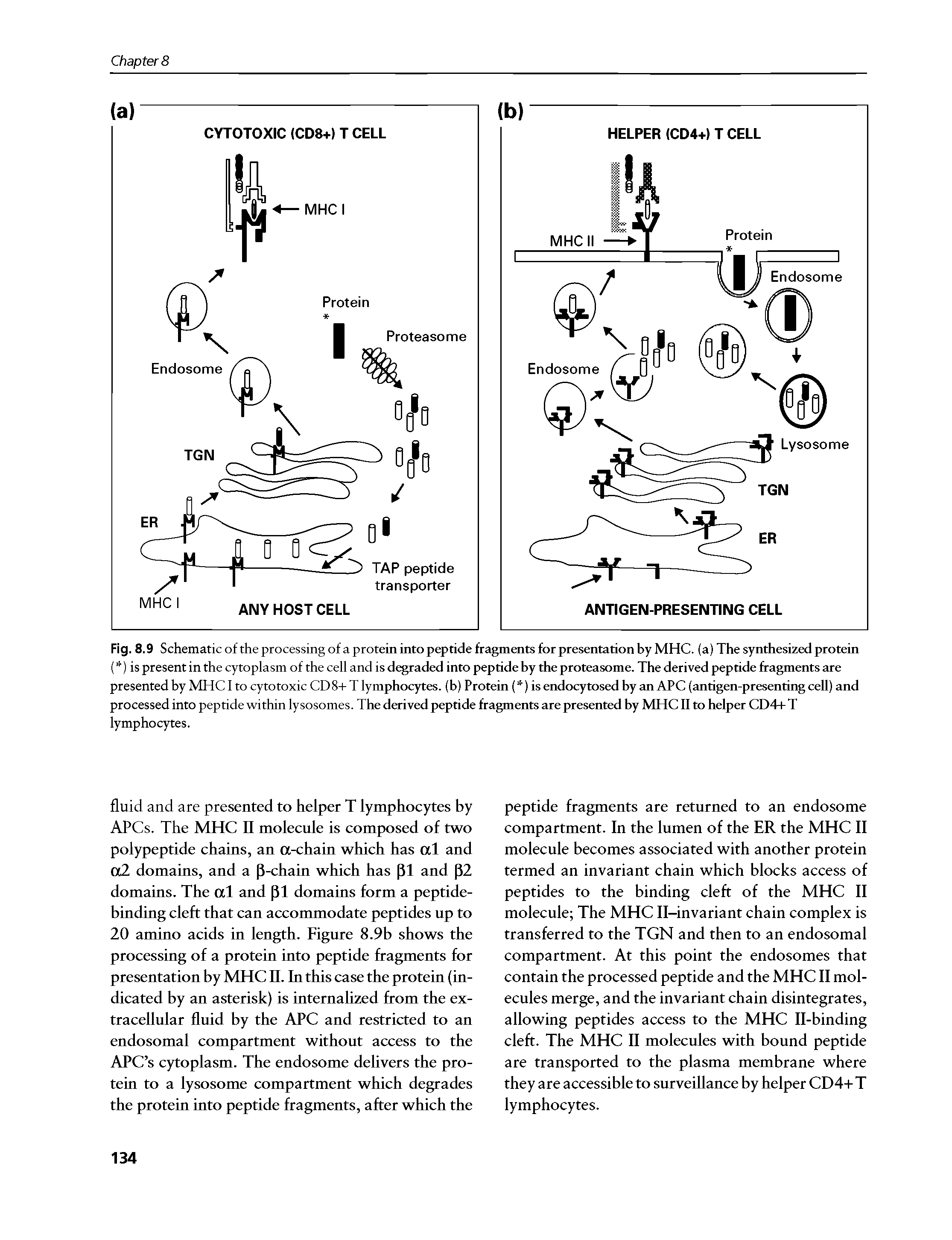 Fig. 8.9 Schematic of the processing of a protein into peptide fragments for presentation by MHC. (a) The synthesized protein ( ) is present in the cytoplasm of the cell and is degraded into peptide by the proteasome. The derived peptide fragments are presented by MHC I to cytotoxic CD8+ T lymphocytes, (b) Protein ( ) is endocytosed by an APC (antigen-presenting cell) and processed into peptide within lysosomes. The derived peptide fragments are presented by MHC II to helper CD4+ T lymphocytes.