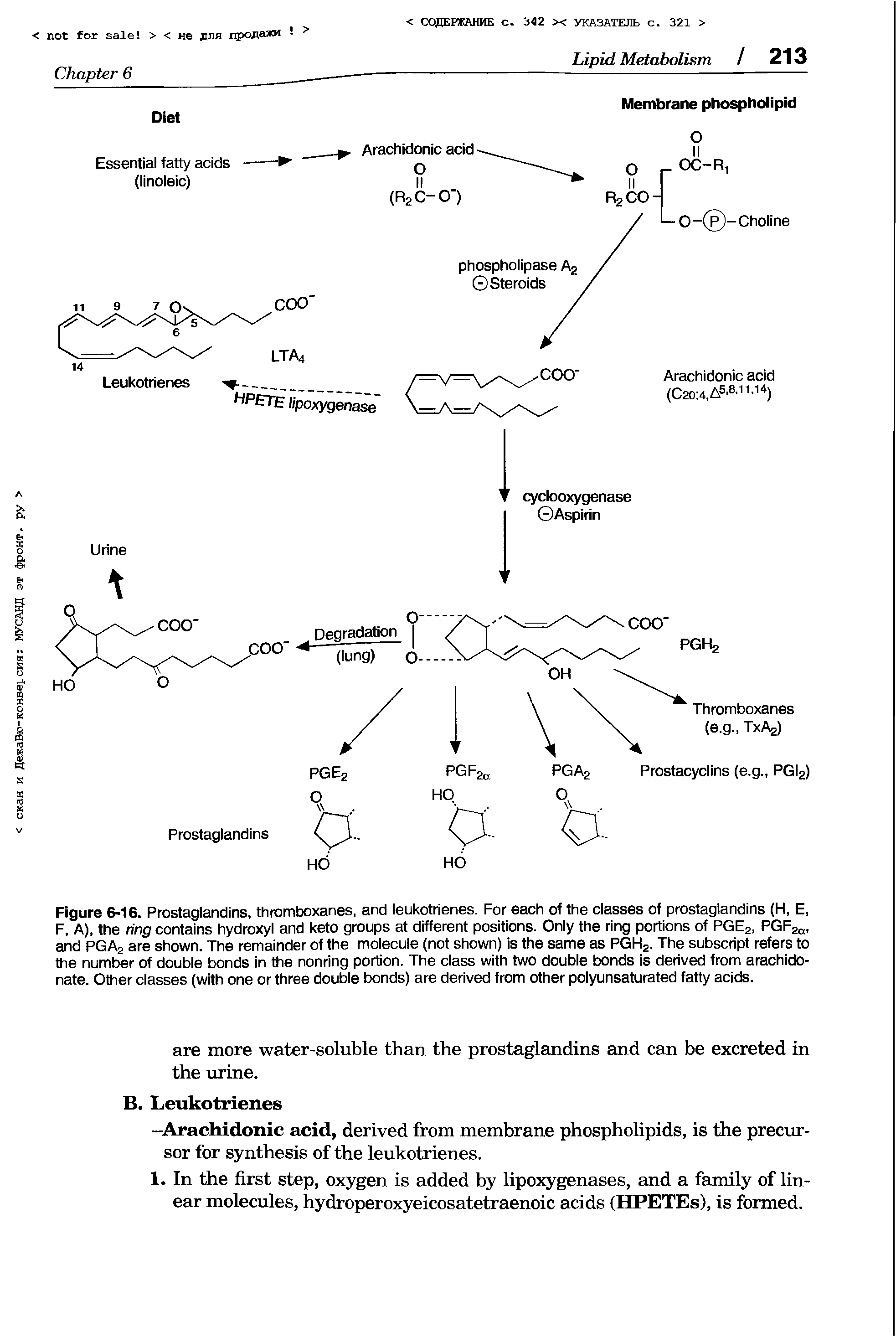Figure 6-16. Prostaglandins, thromboxanes, and leukotrienes. For each of the classes of prostaglandins (H, E, F, A), the ring contains hydroxyl and keto groups at different positions. Only the ring portions of PGE2, PGF2ct, and PGA2 are shown. The remainder of the molecule (not shown) is the same as PGH2. The subscript refers to the number of double bonds in the nonring portion. The class with two double bonds is derived from arachido-nate. Other classes (with one or three double bonds) are derived from other polyunsaturated fatty acids.