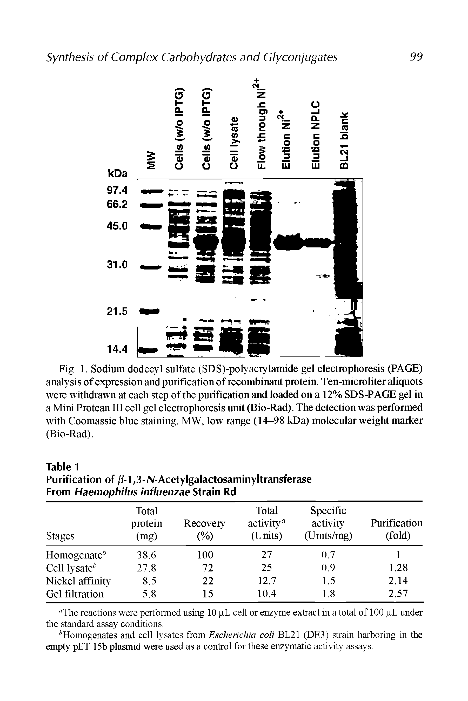 Fig. 1. Sodium dodecyl sulfate (SDS)-polyacrylamide gel electrophoresis (PAGE) analysis of expression and purification of recombinant protein. Ten-microliter aliquots were withdrawn at each step of the purification and loaded on a 12% SDS-PAGE gel in a Mini Protean III cell gel electrophoresis unit (Bio-Rad). The detection was performed with Coomassie blue staining. MW, low range (14-98 kDa) molecular weight marker (Bio-Rad).