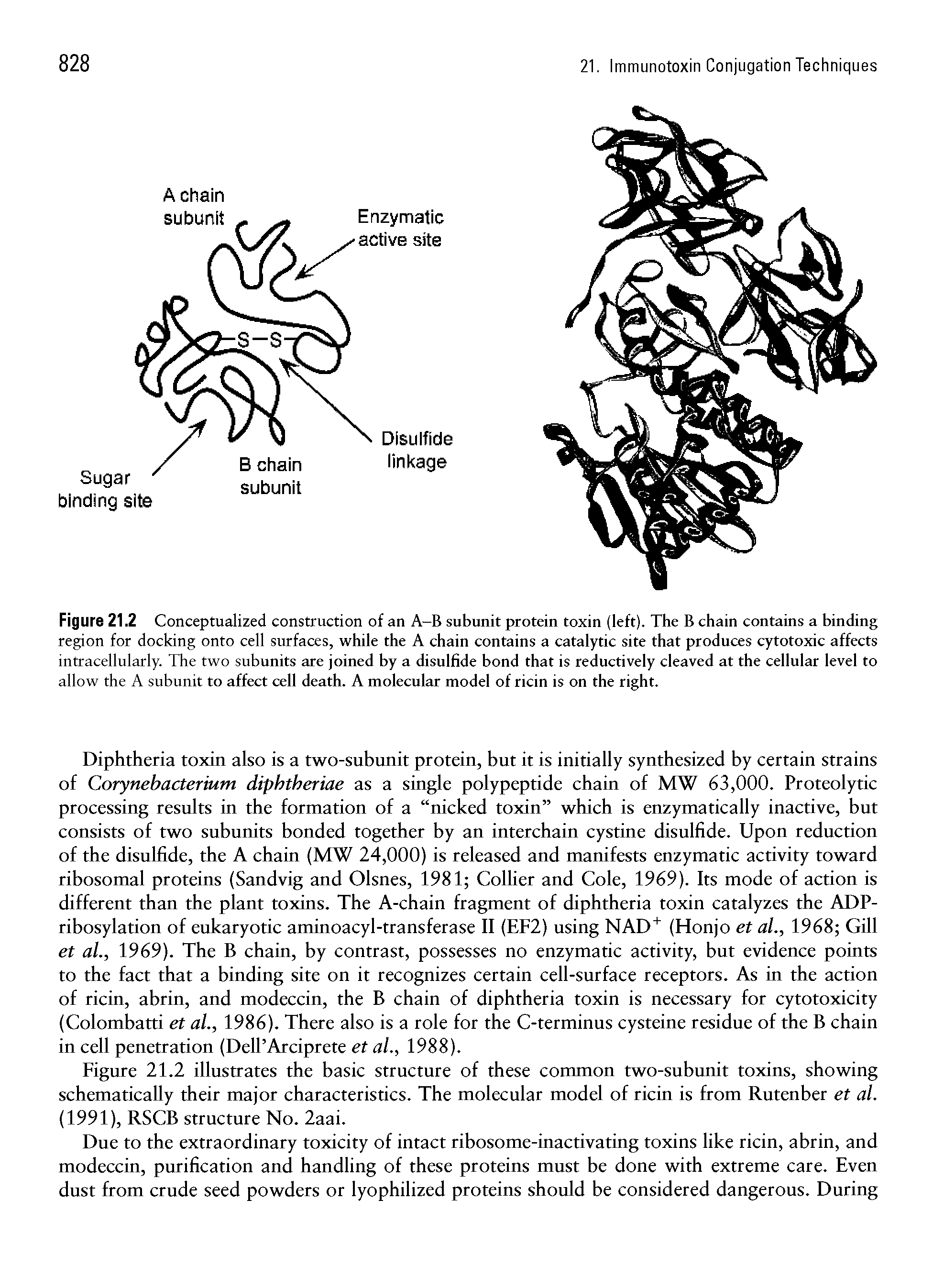 Figure 21.2 Conceptualized construction of an A-B subunit protein toxin (left). The B chain contains a binding region for docking onto cell surfaces, while the A chain contains a catalytic site that produces cytotoxic affects intracellularly. The two subunits are joined by a disulfide bond that is reductively cleaved at the cellular level to allow the A subunit to affect cell death. A molecular model of ricin is on the right.