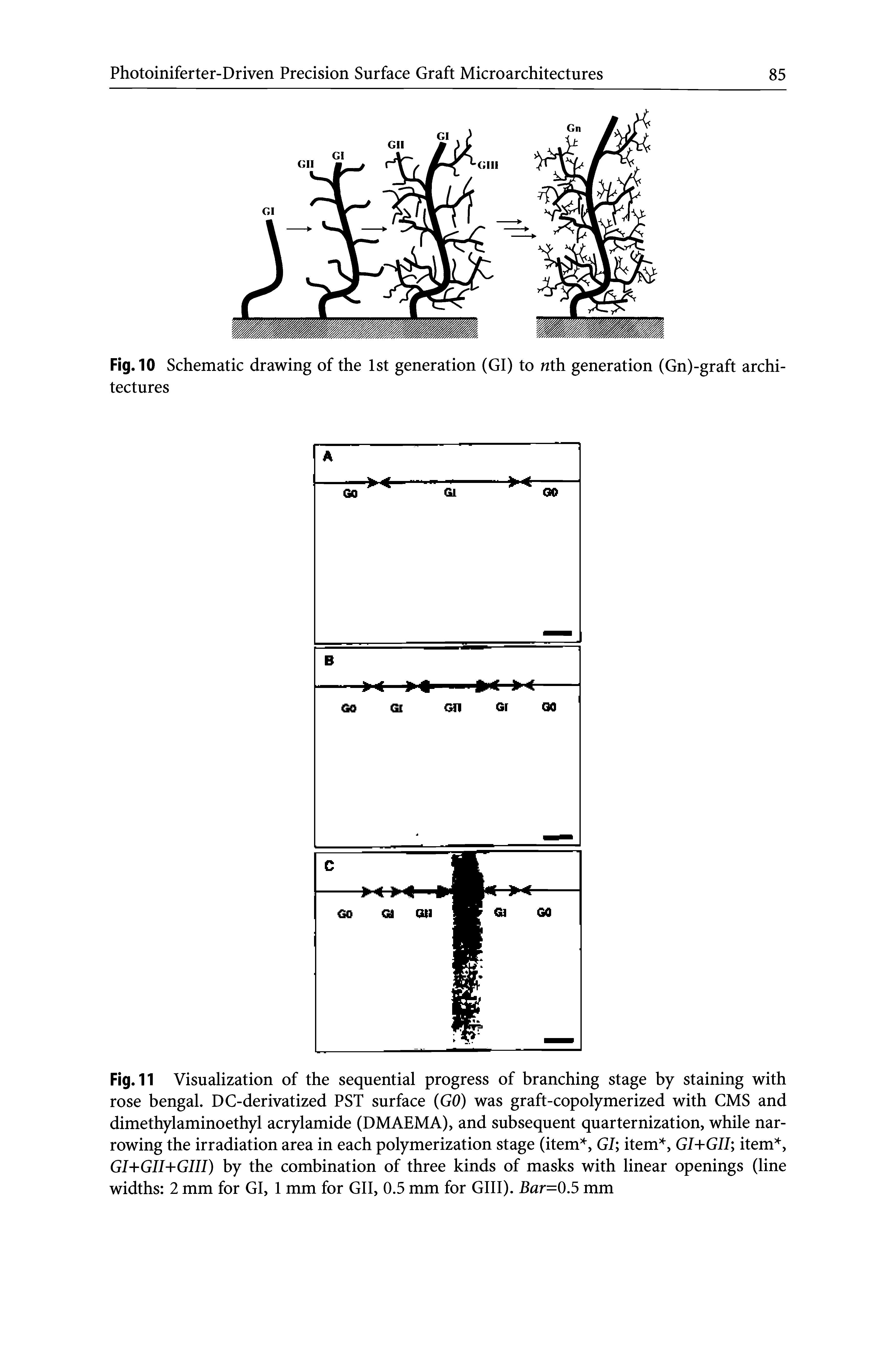 Fig. 11 Visualization of the sequential progress of branching stage by staining with rose bengal. DC-derivatized PST surface (GO) was graft-copolymerized with CMS and dimethylaminoethyl acrylamide (DMAEMA), and subsequent quarternization, while narrowing the irradiation area in each polymerization stage (item, GI item, GI+GII item, GI+GII- -GIII) by the combination of three kinds of masks with linear openings (line widths 2 mm for GI, 1 mm for GII, 0.5 mm for GUI). Bar=0.5 mm...