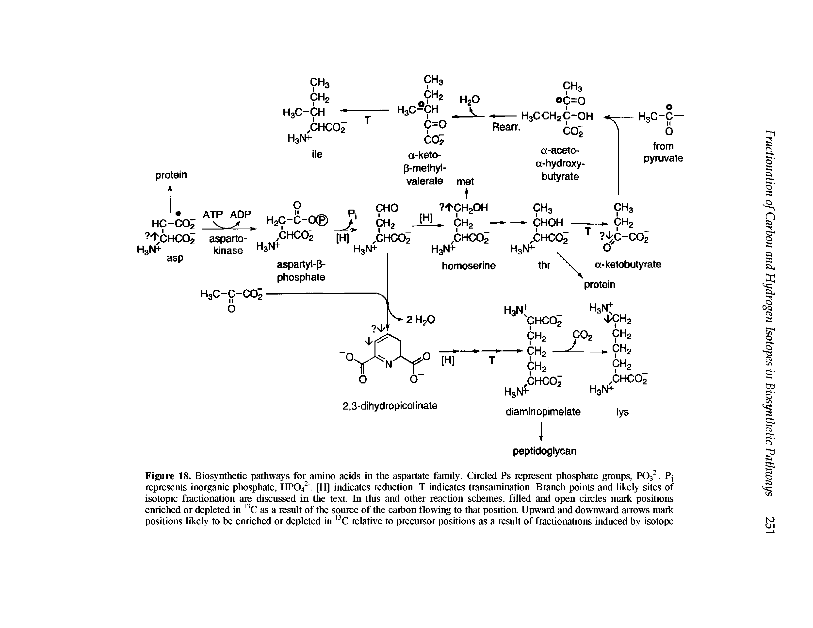Figure 18. Biosynthetic pathways for amino acids in the aspartate family. Circled Ps represent phosphate groups, POs. Pj represents inorganic phosphate, HPO/. [H] indicates reduction. T indicates transamination. Branch points and likely sites of isotopic fractionation are discussed in the text. In this and other reaction schemes, filled and open circles mark positions enriched or depleted in as a result of the source of the carbon flowing to that position. Upward and downward arrows mark positions likely to be enriched or depleted in C relative to precursor positions as a result of fractionations induced by isotope...